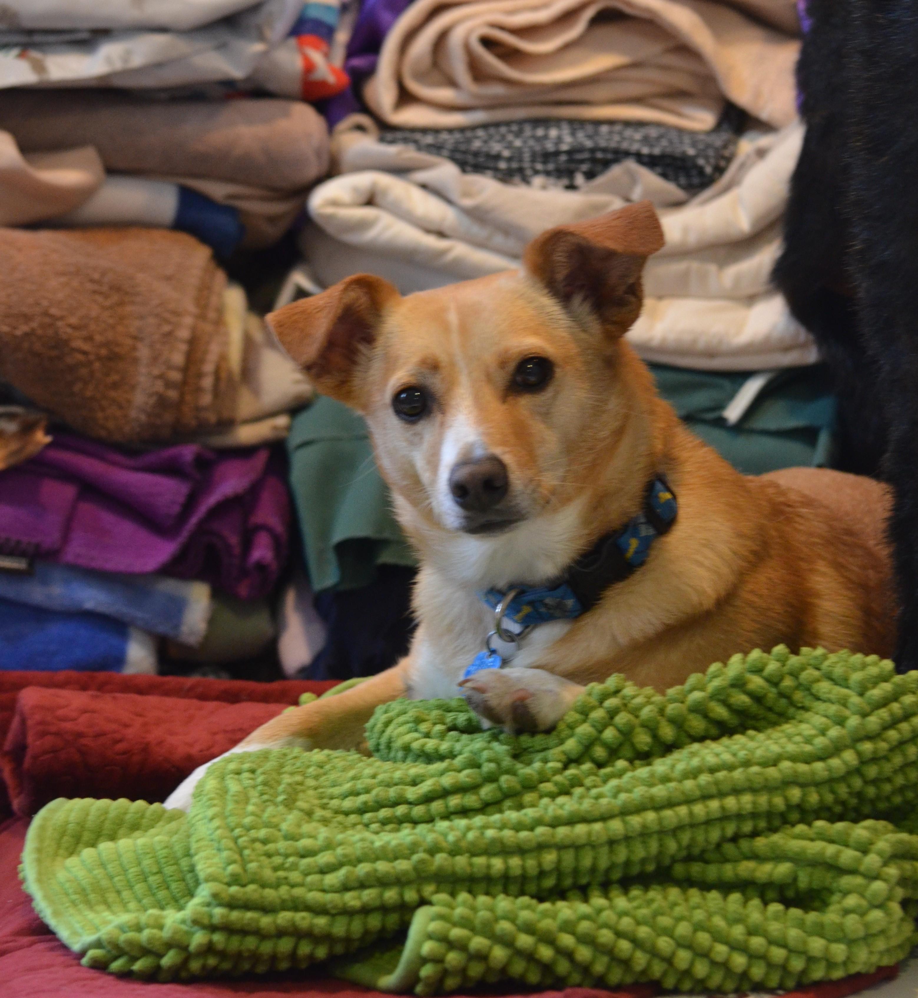 Rory, an adoptable Feist, Chihuahua in Amissville, VA, 20106 | Photo Image 1