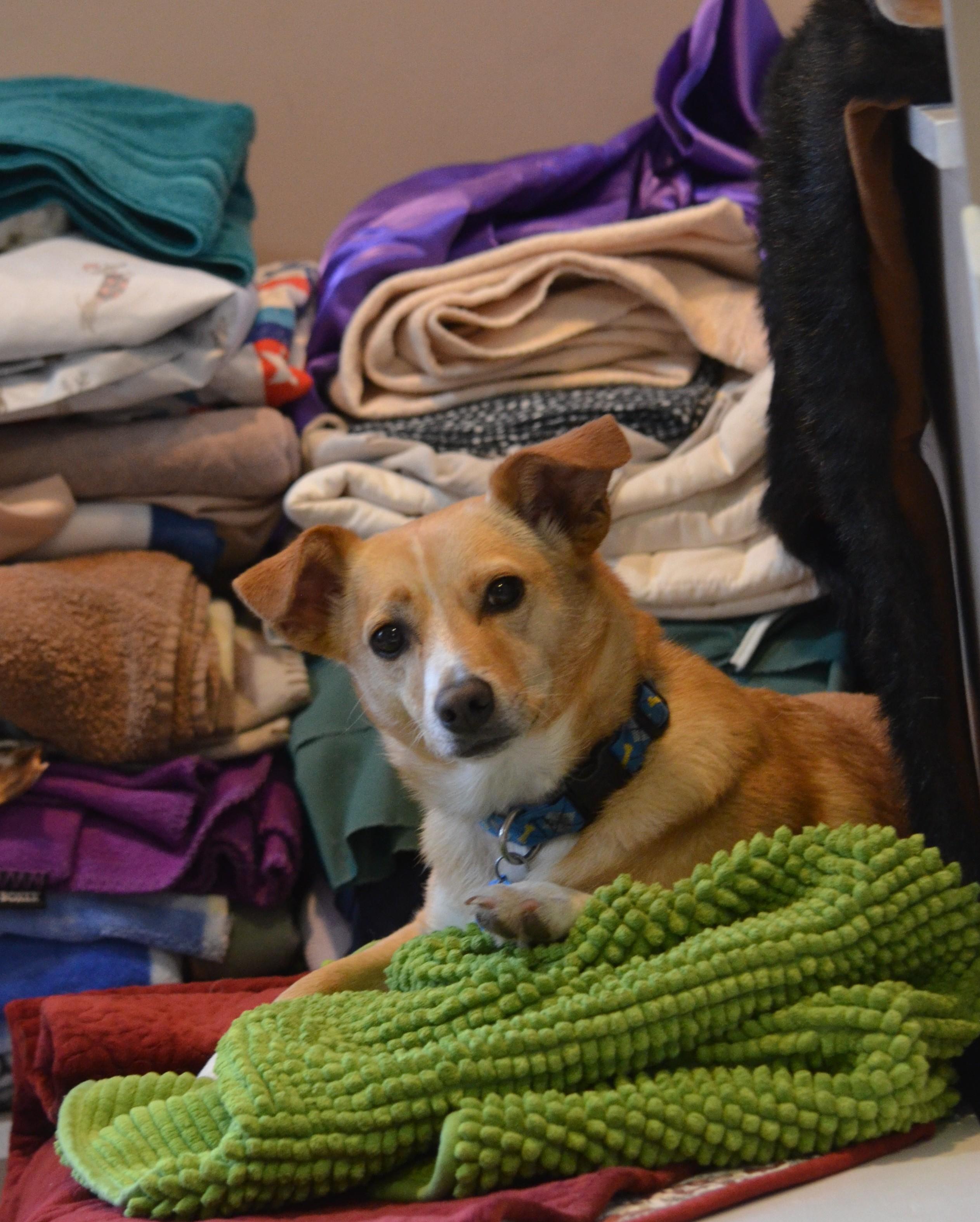 Rory, an adoptable Feist, Chihuahua in Amissville, VA, 20106 | Photo Image 4