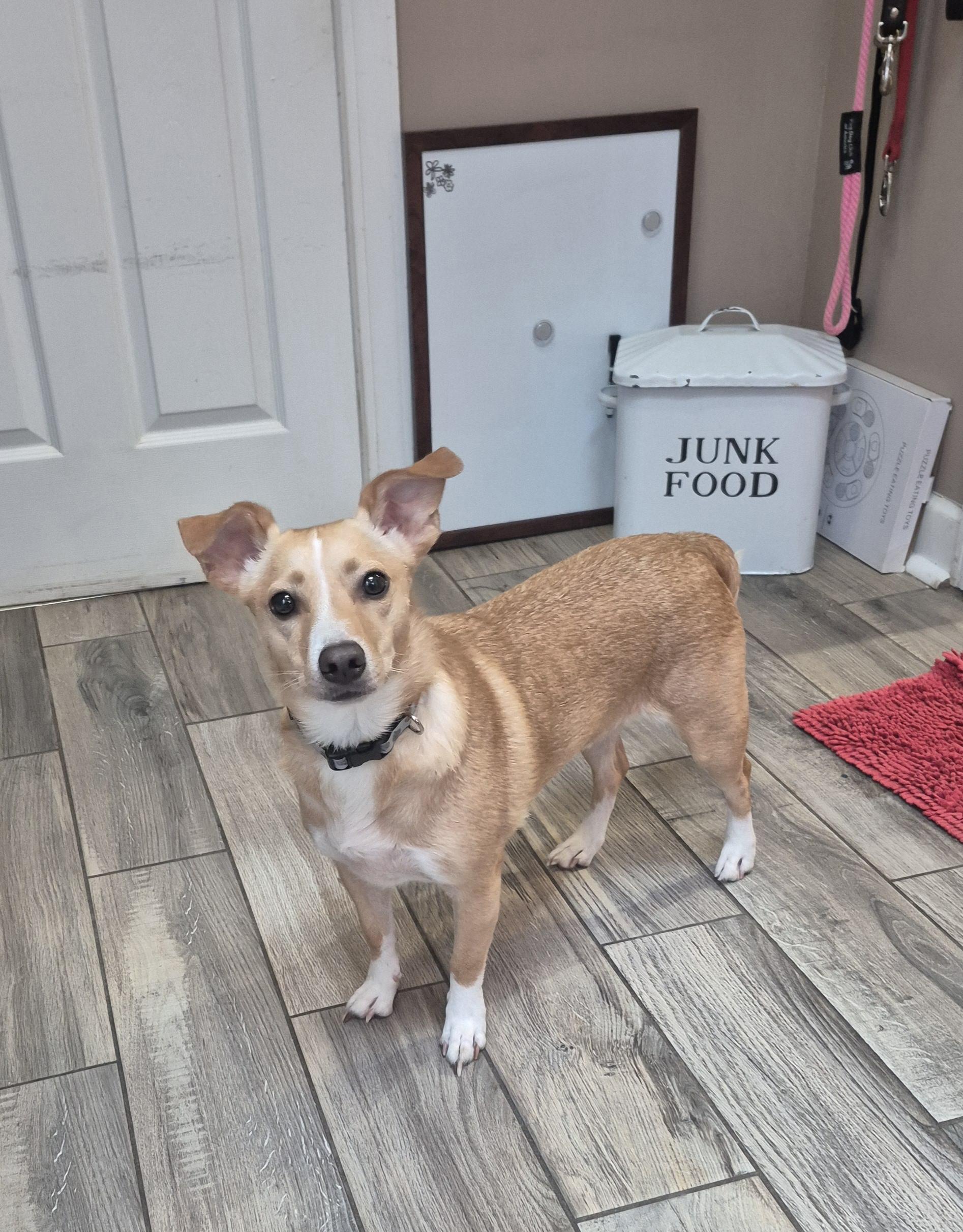 Rory, an adoptable Feist, Chihuahua in Amissville, VA, 20106 | Photo Image 3