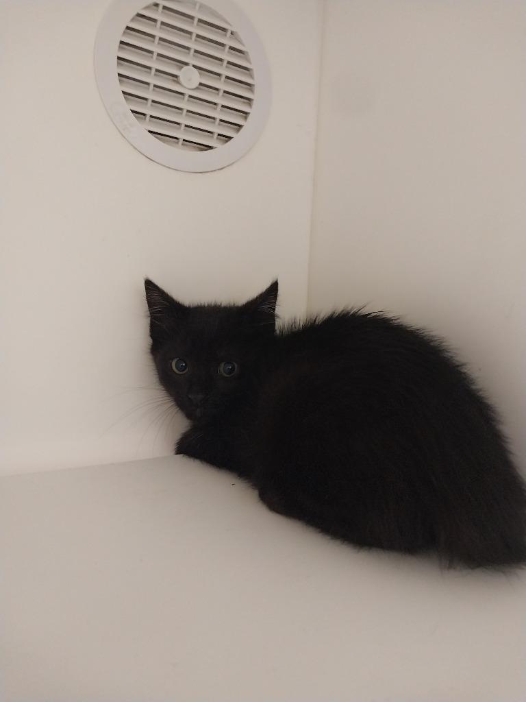 Dozer, Adoptable, Kitten Male Domestic Short Hair.