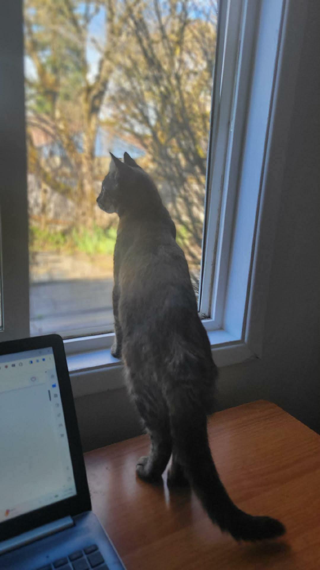 Enlarge Mouse, an adopted mixed breed in Gladstone, OR image 5/5