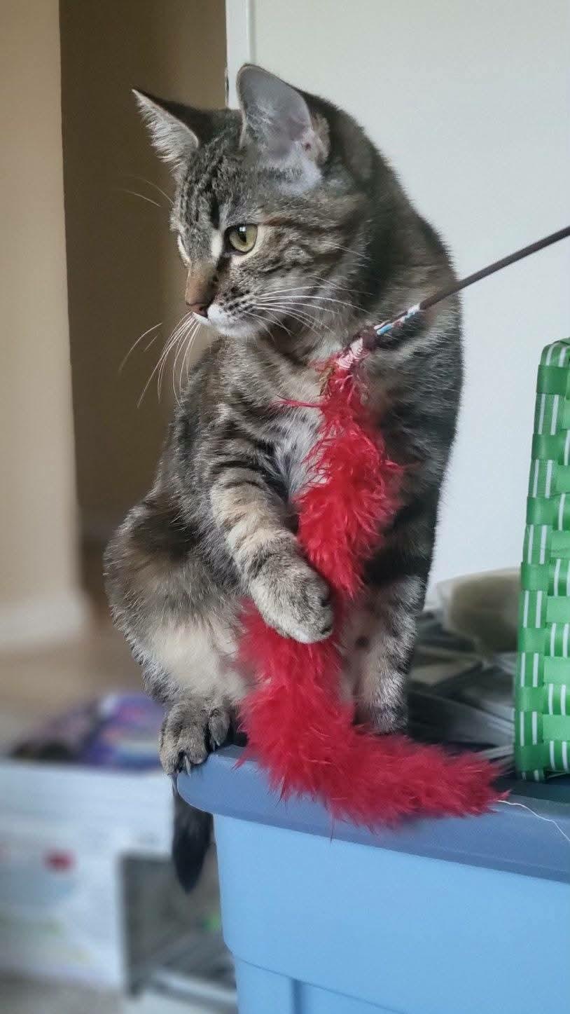 Enlarge Mouse, an adopted mixed breed in Gladstone, OR image 2/5