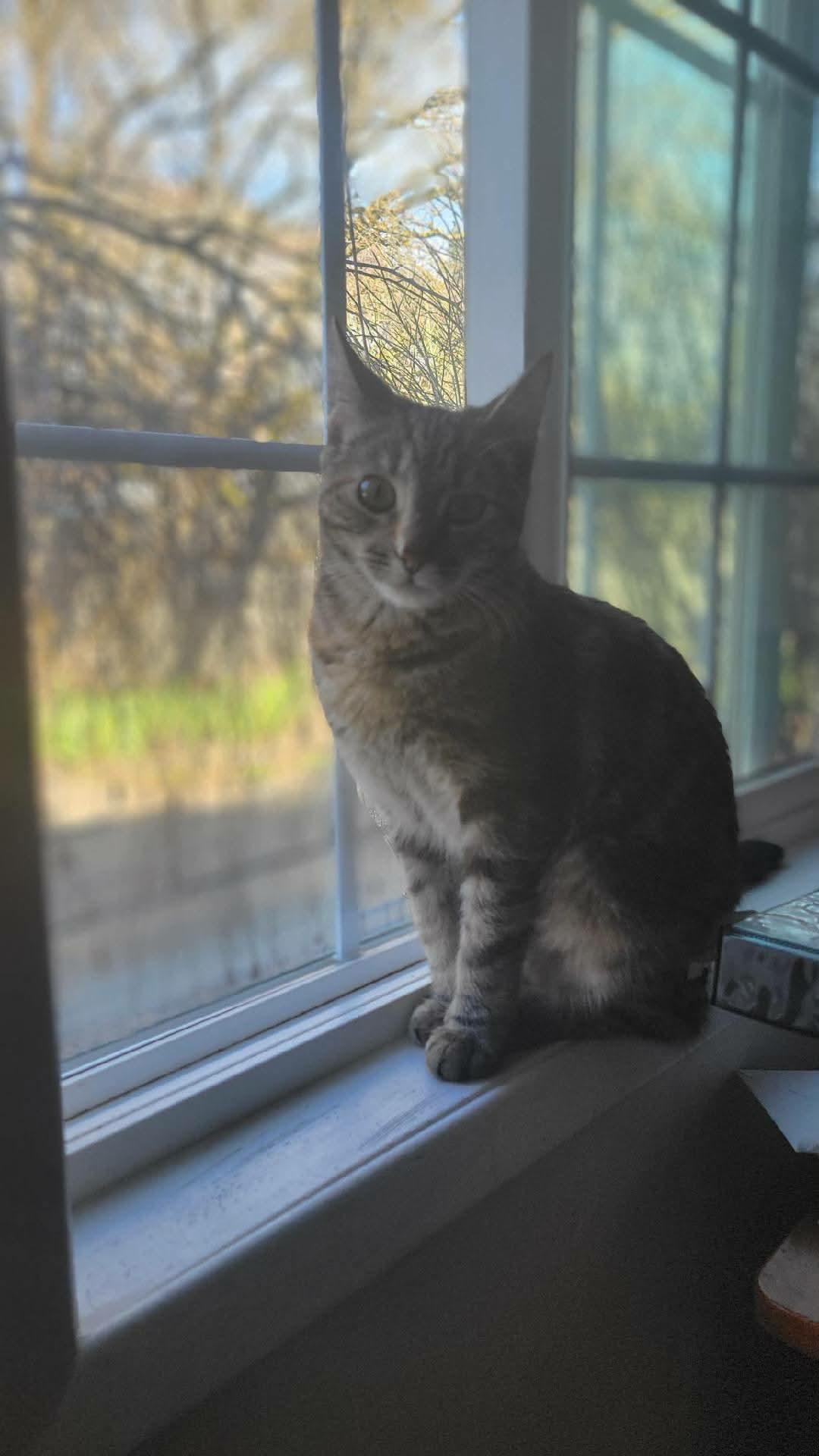 Enlarge Mouse, an adopted mixed breed in Gladstone, OR image 4/5