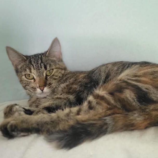 Enlarge Mouse, an adopted mixed breed in Gladstone, OR image 1/5