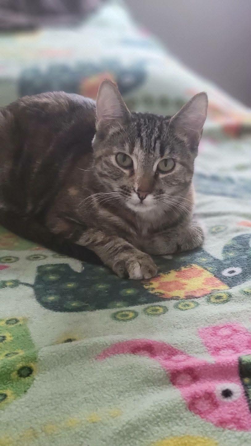 Enlarge Mouse, an adopted mixed breed in Gladstone, OR image 3/5