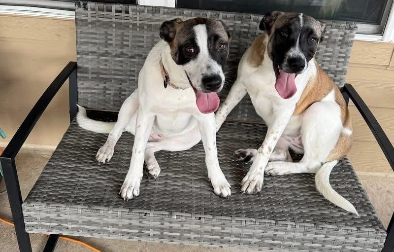 Enlarge Rosie , a Adoptable mixed breed in Hoffman Estates, IL image 4/6