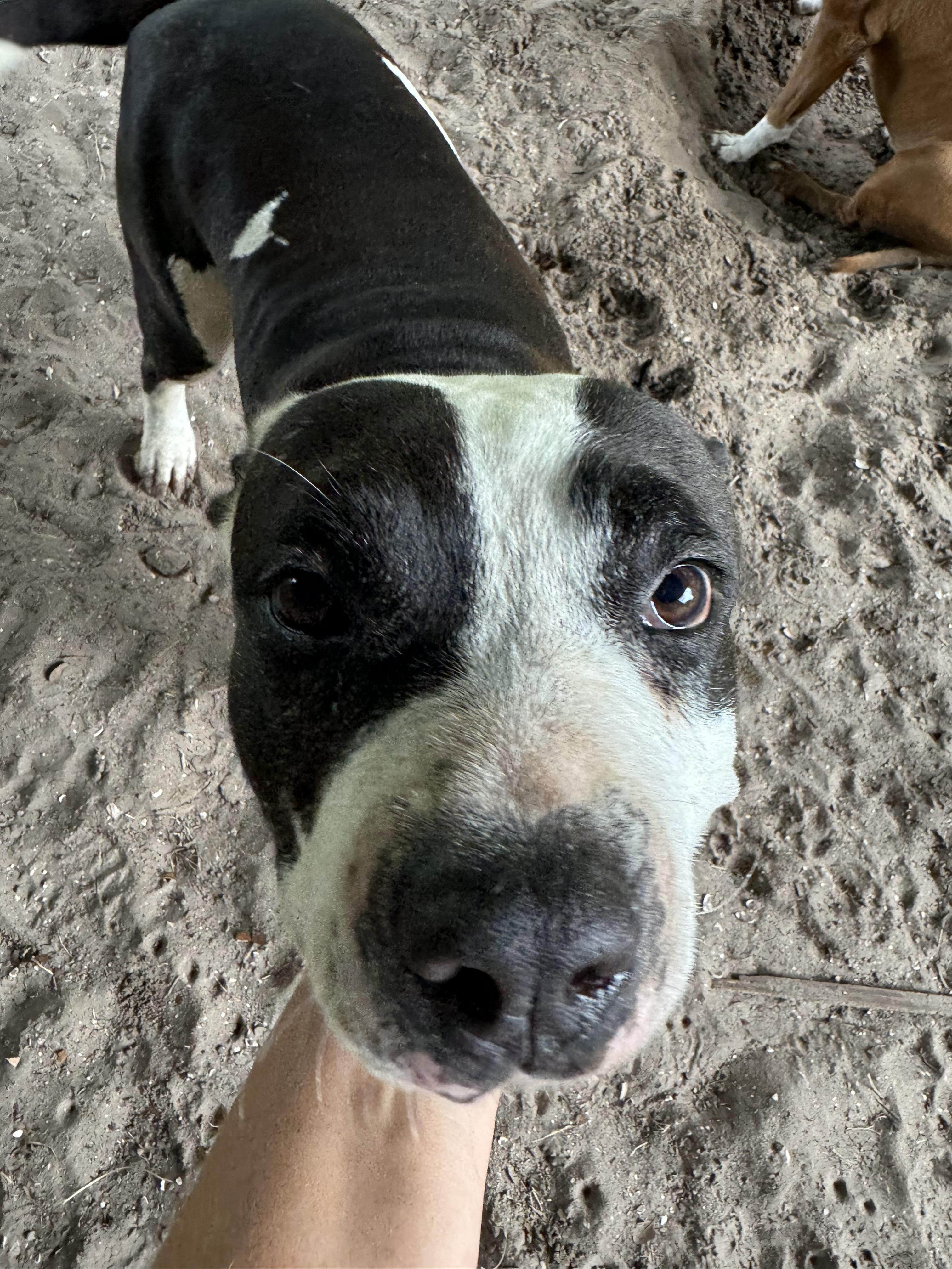 Mickey, a Adoptable mixed breed in Parrish, FL image 1/6