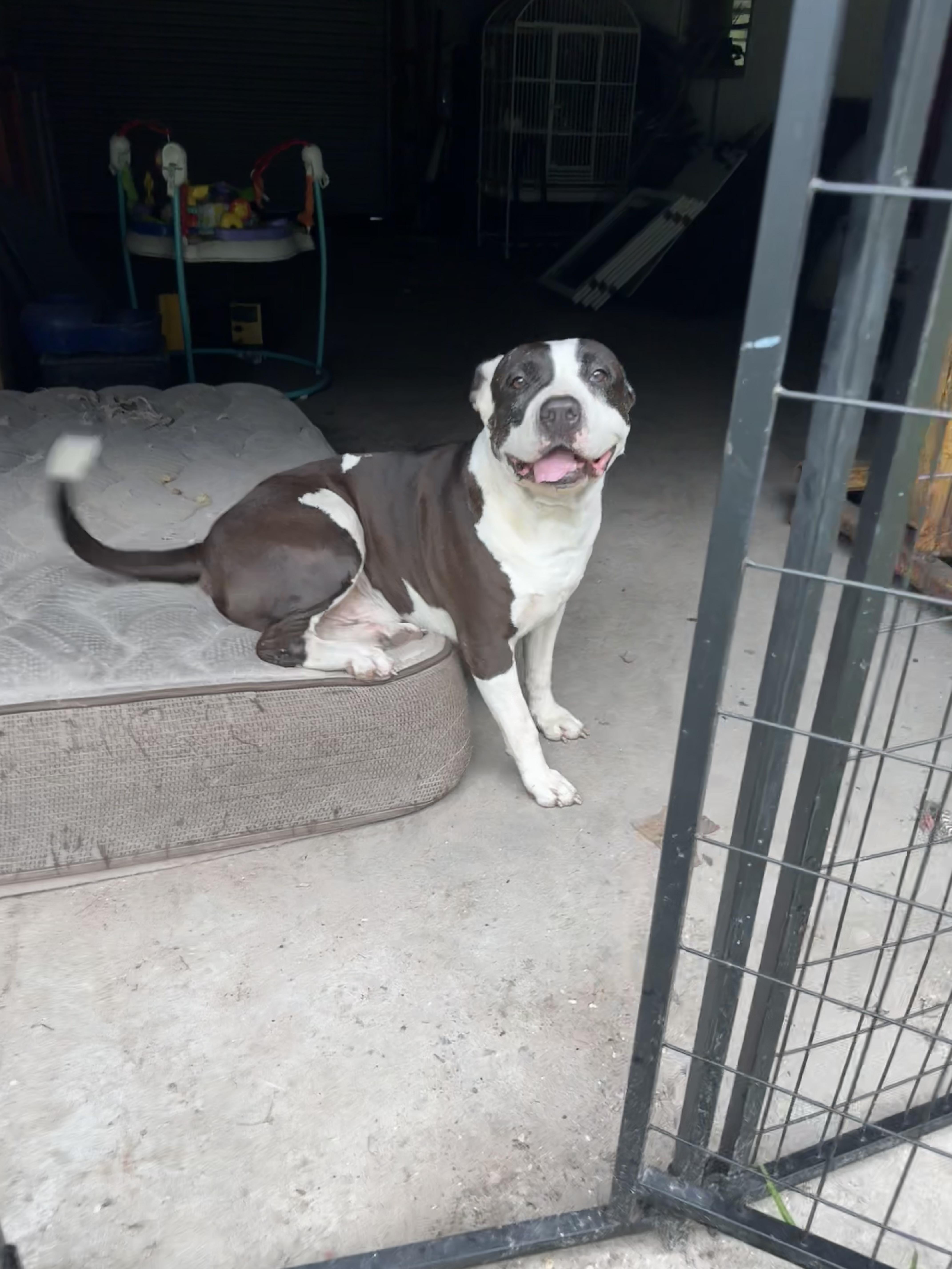 Mickey, a Adoptable mixed breed in Parrish, FL image 2/6