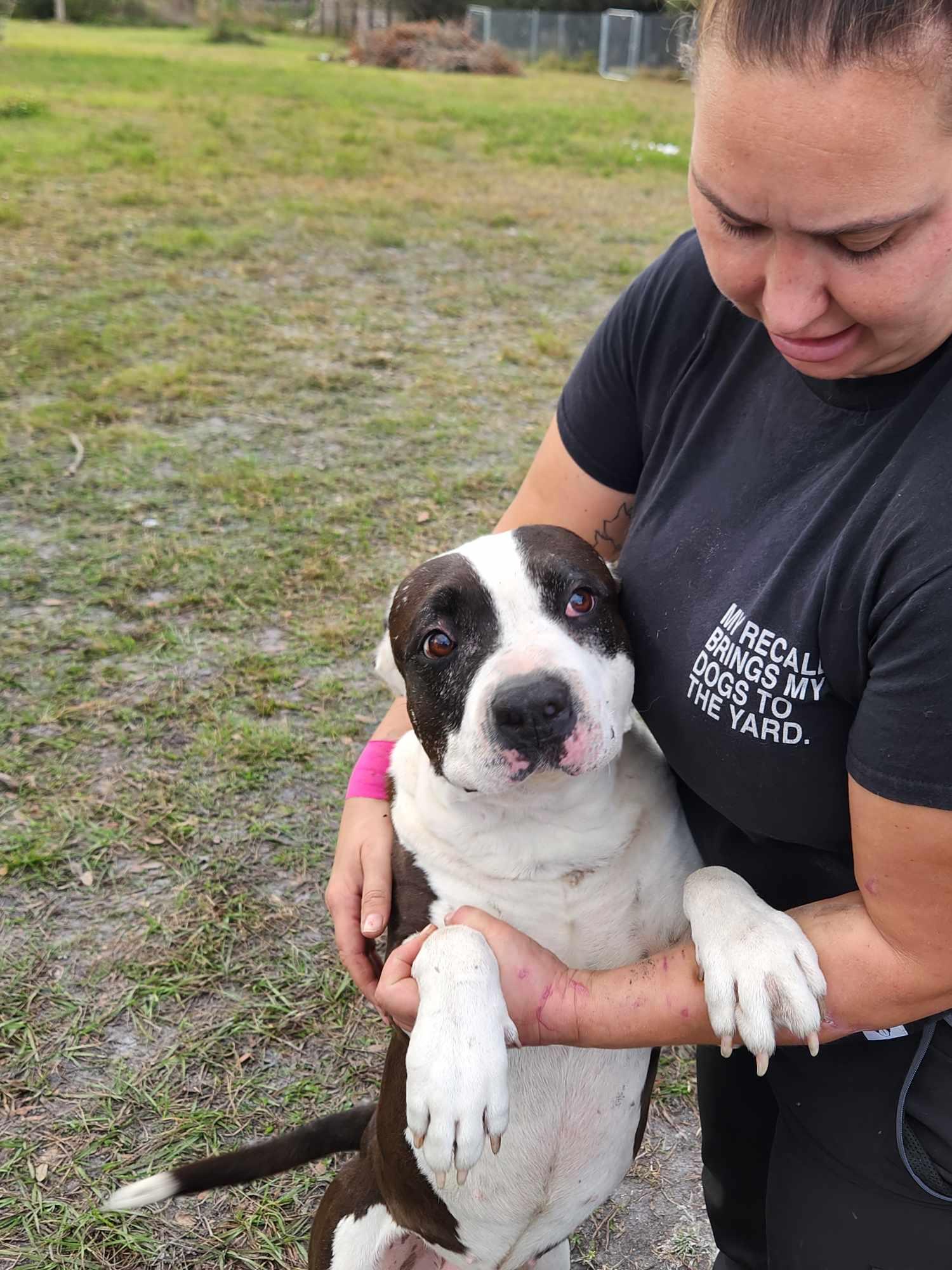 Mickey, a Adoptable mixed breed in Parrish, FL image 3/6