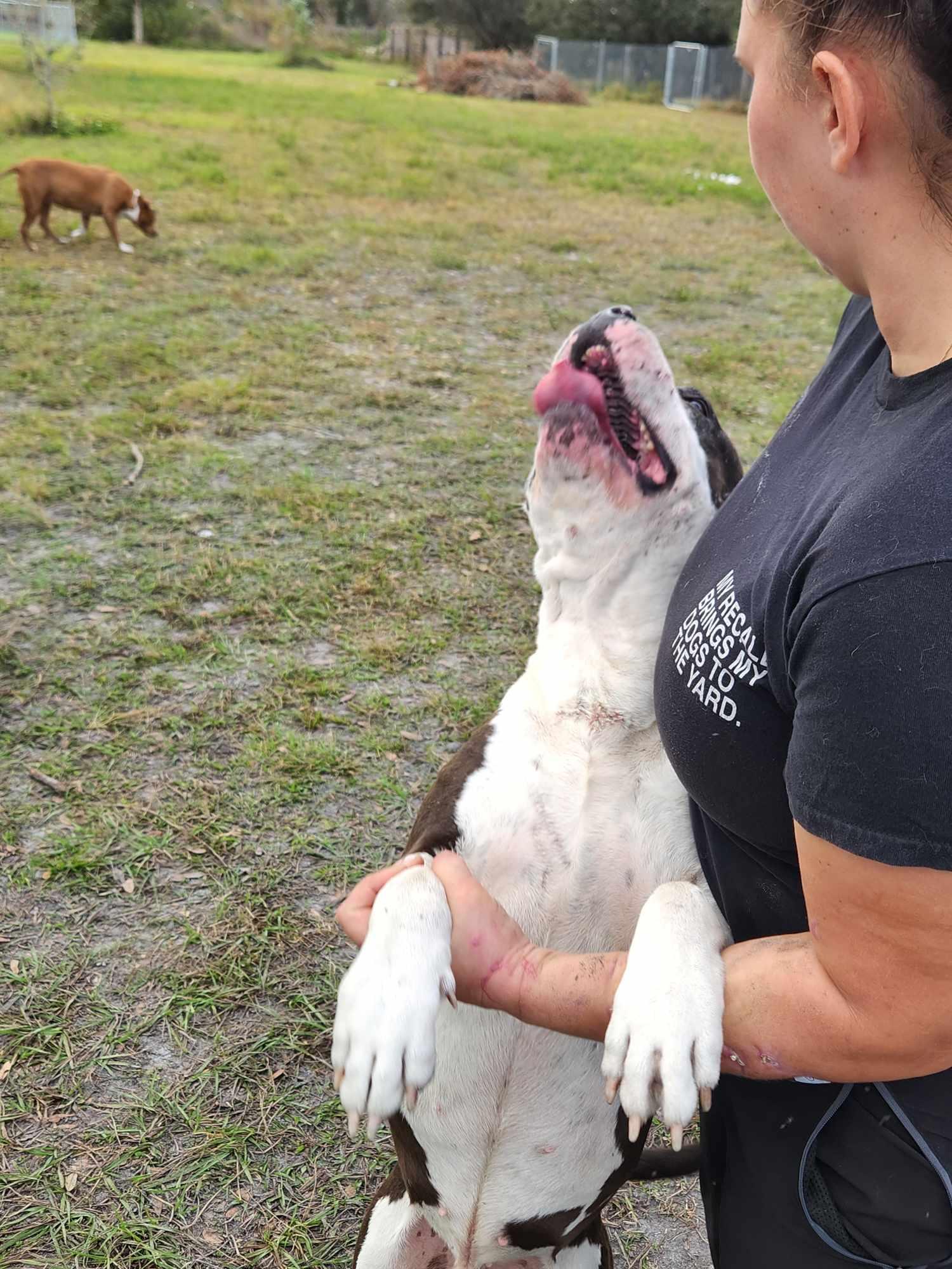 Mickey, a Adoptable mixed breed in Parrish, FL image 4/6