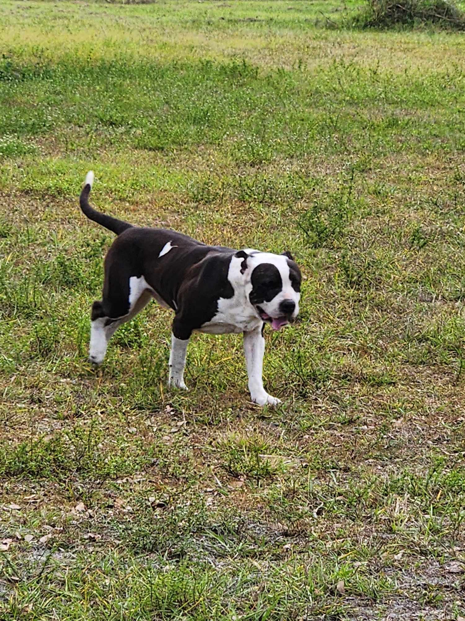 Mickey, a Adoptable mixed breed in Parrish, FL image 5/6