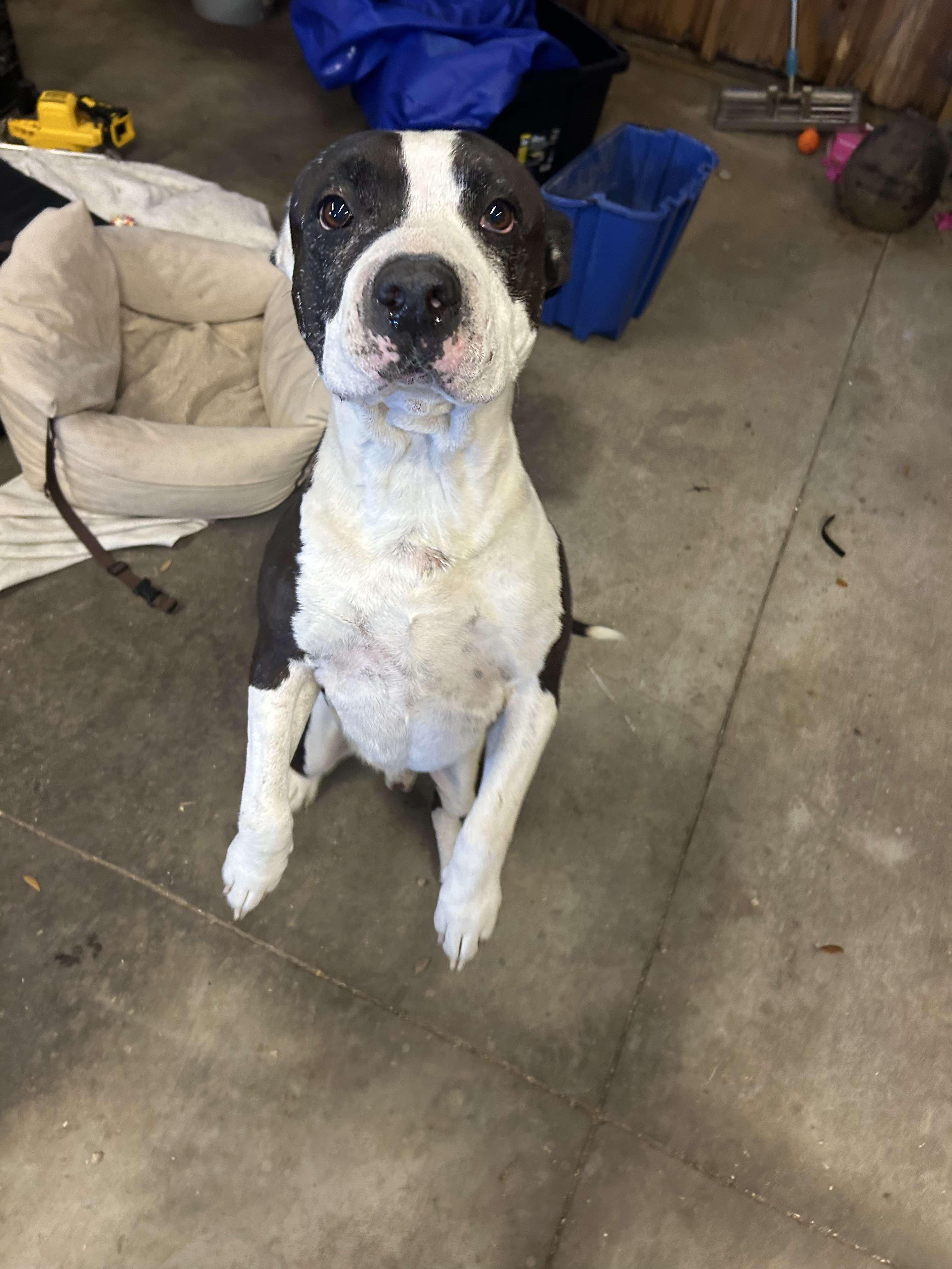 Enlarge Mickey, a Adoptable mixed breed in Parrish, FL image 6/6