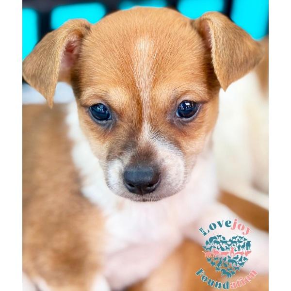 Enlarge Willow Litter, an adopted mixed breed in Inglewood, CA image 1/4