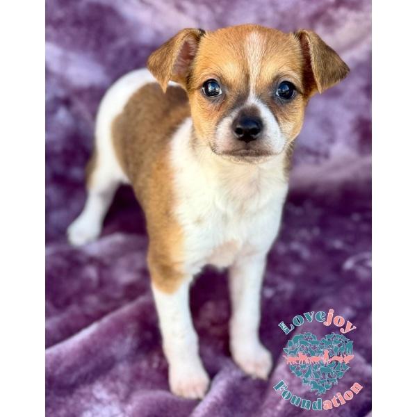 Enlarge Willow Litter, an adopted mixed breed in Inglewood, CA image 3/4