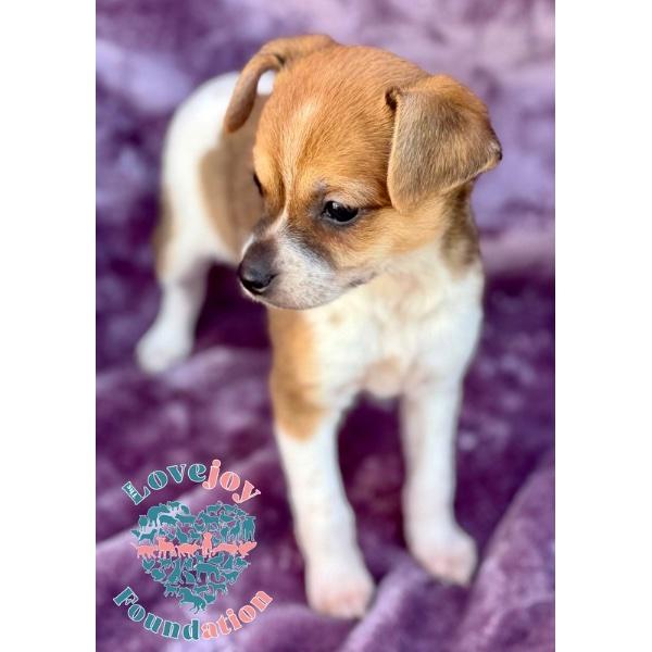 Enlarge Willow Litter, an adopted mixed breed in Inglewood, CA image 4/4