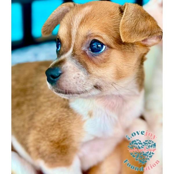 Enlarge Willow Litter, an adopted mixed breed in Inglewood, CA image 2/4