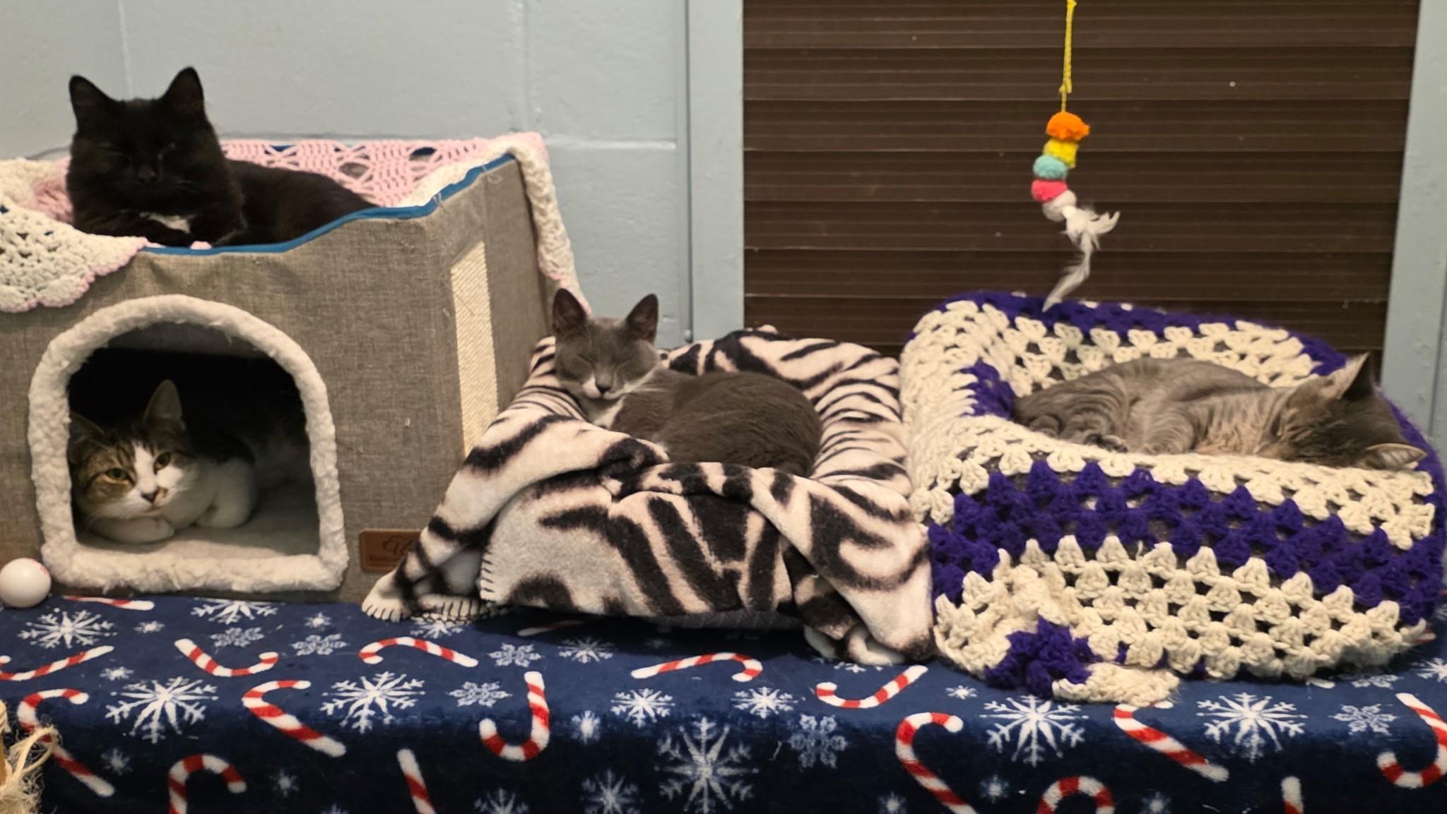 Zofia, Donna, Gail & Miranda