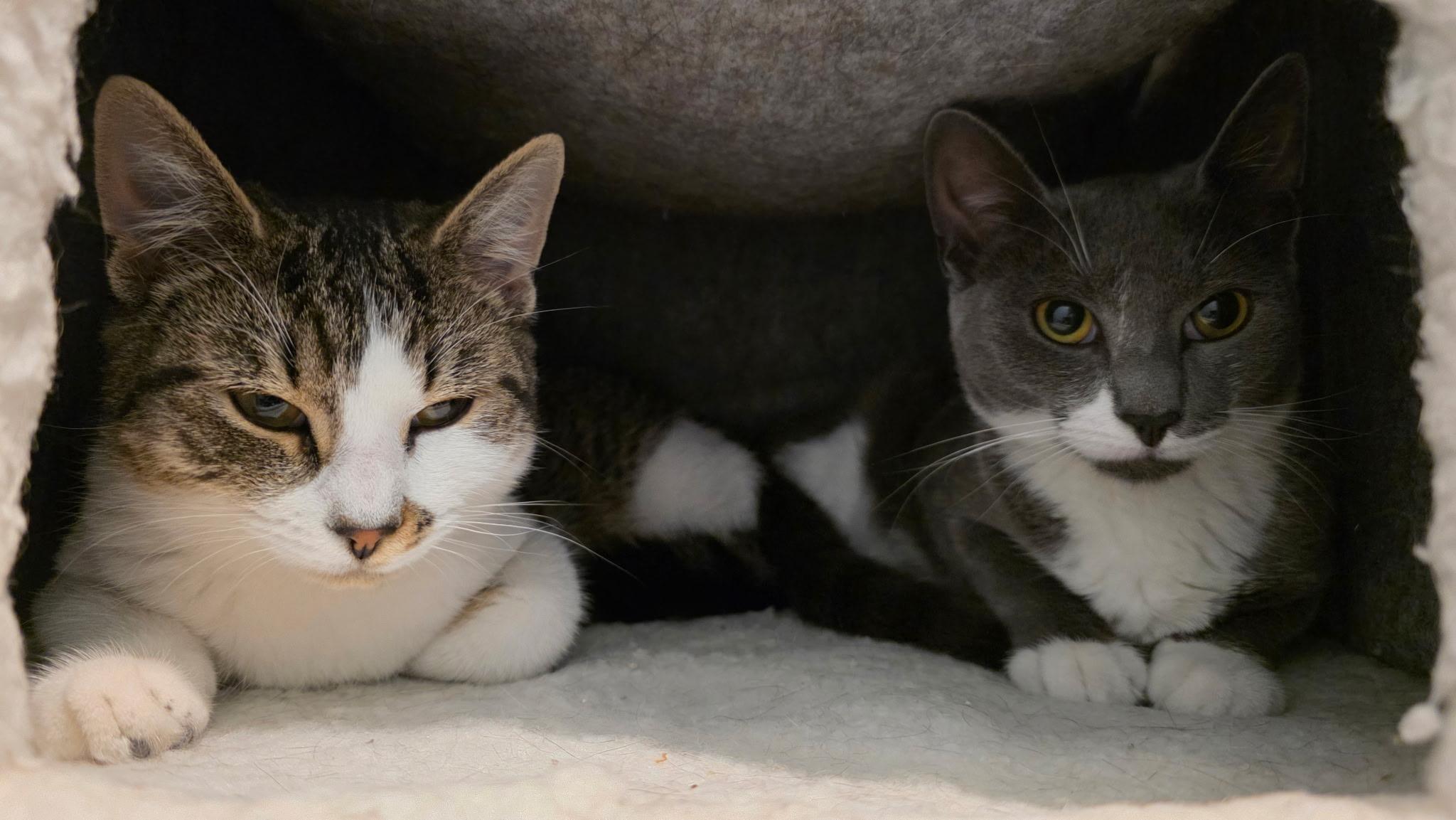 Zofia, Donna, Gail & Miranda