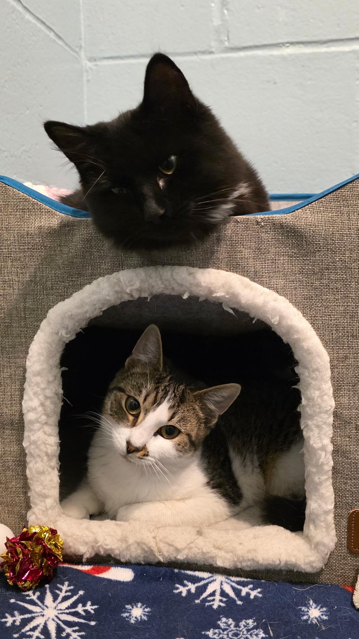 Zofia, Donna, Gail & Miranda