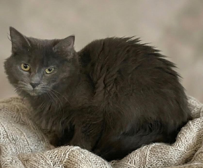 Enlarge Charlie, a Adoptable mixed breed in Dalton, GA image 1/1