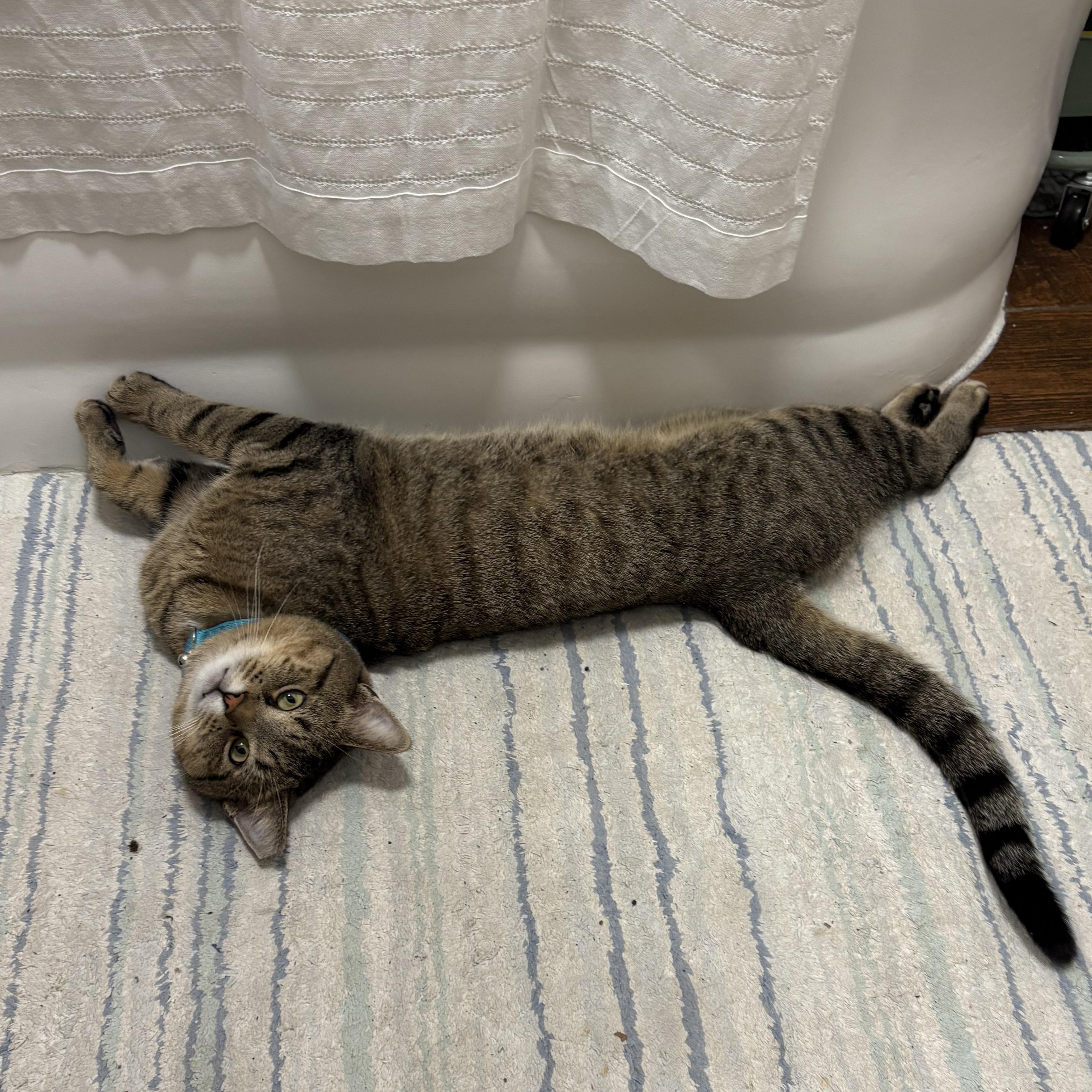 Enlarge Overnight Oats, an adopted mixed breed in Chicago, IL image 3/3