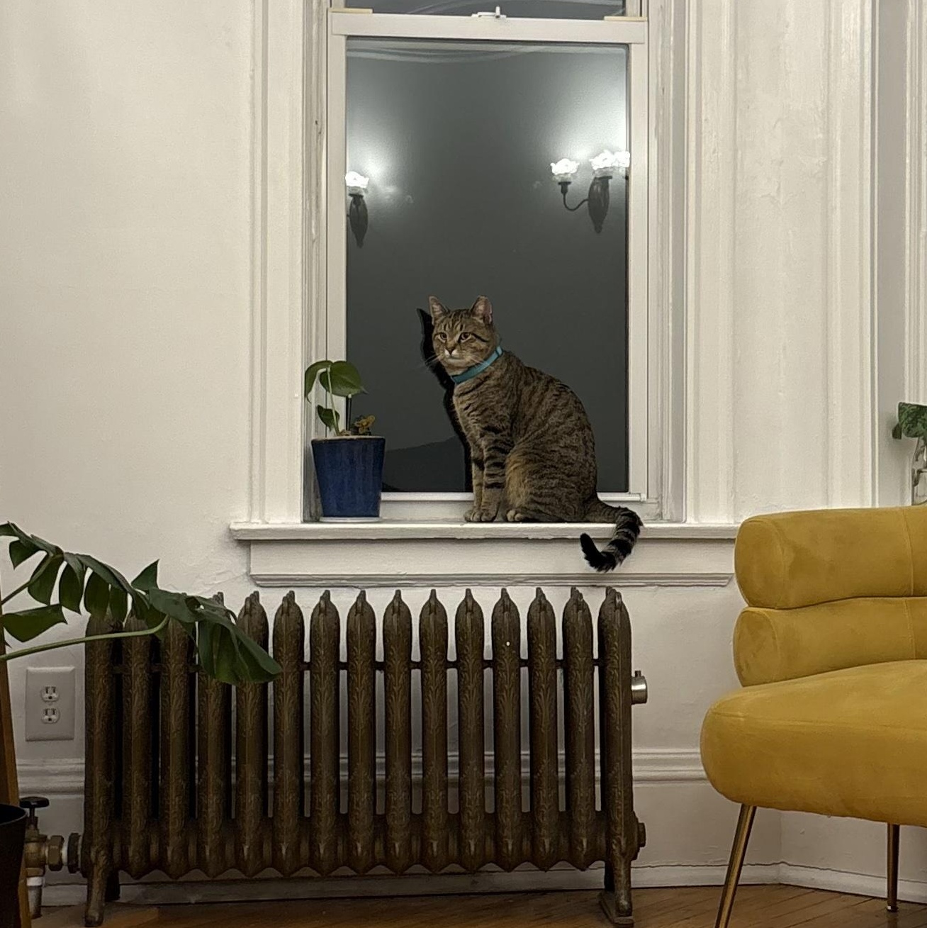 Enlarge Overnight Oats, an adopted mixed breed in Chicago, IL image 2/3