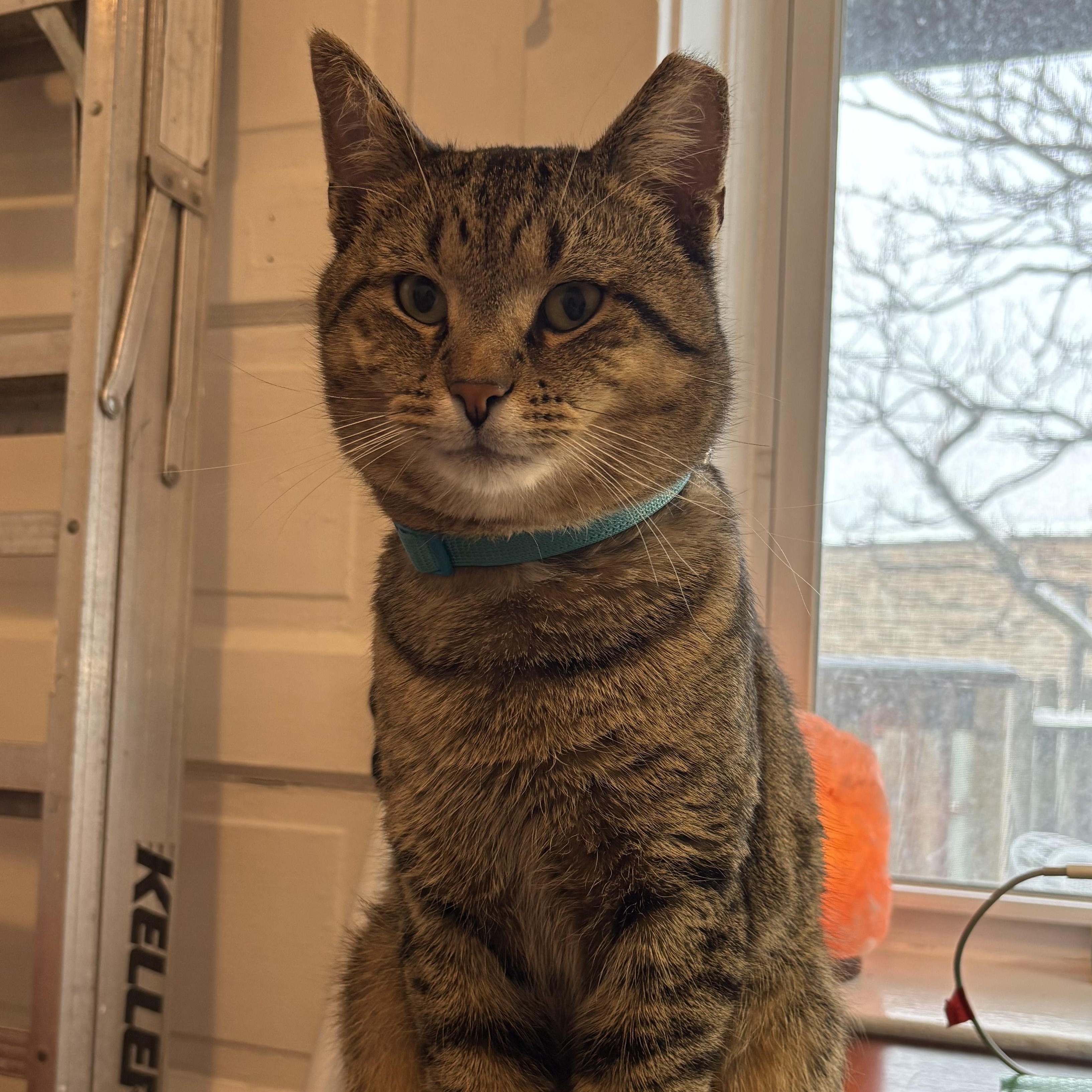 Enlarge Overnight Oats, an adopted mixed breed in Chicago, IL image 1/3