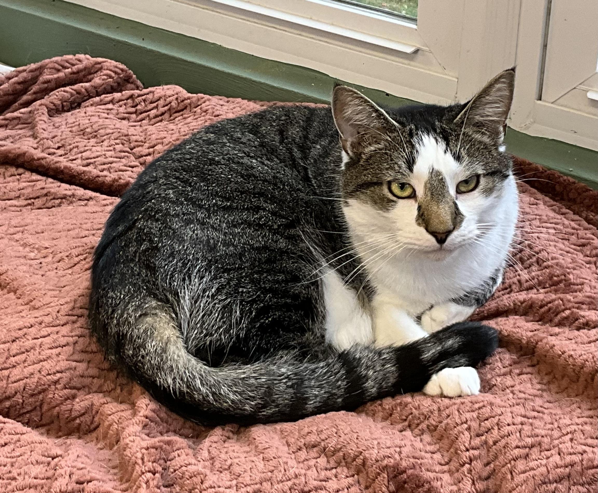 Adam, Adoptable, Adult Male Domestic Short Hair.