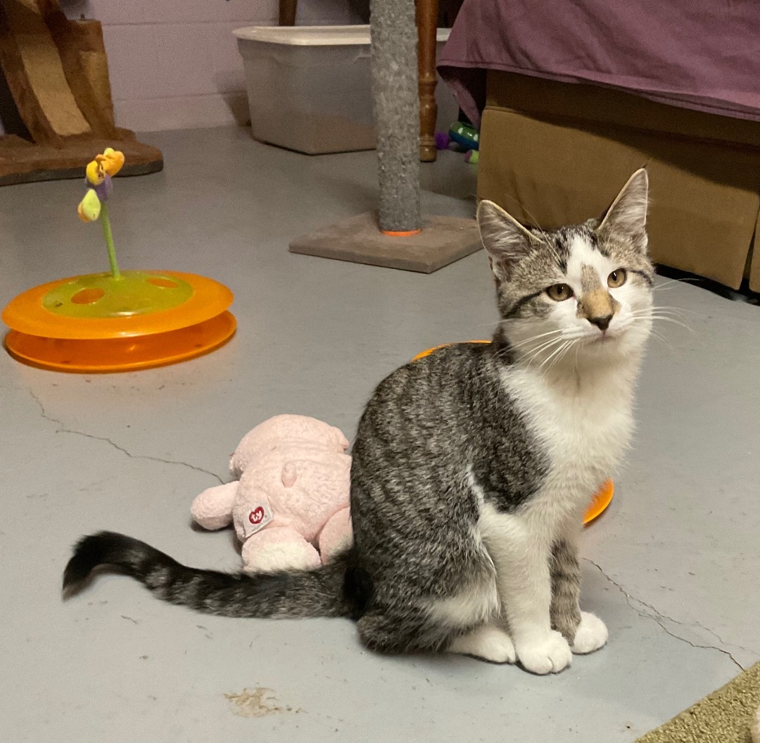 Adam, Young Male Domestic Short Hair