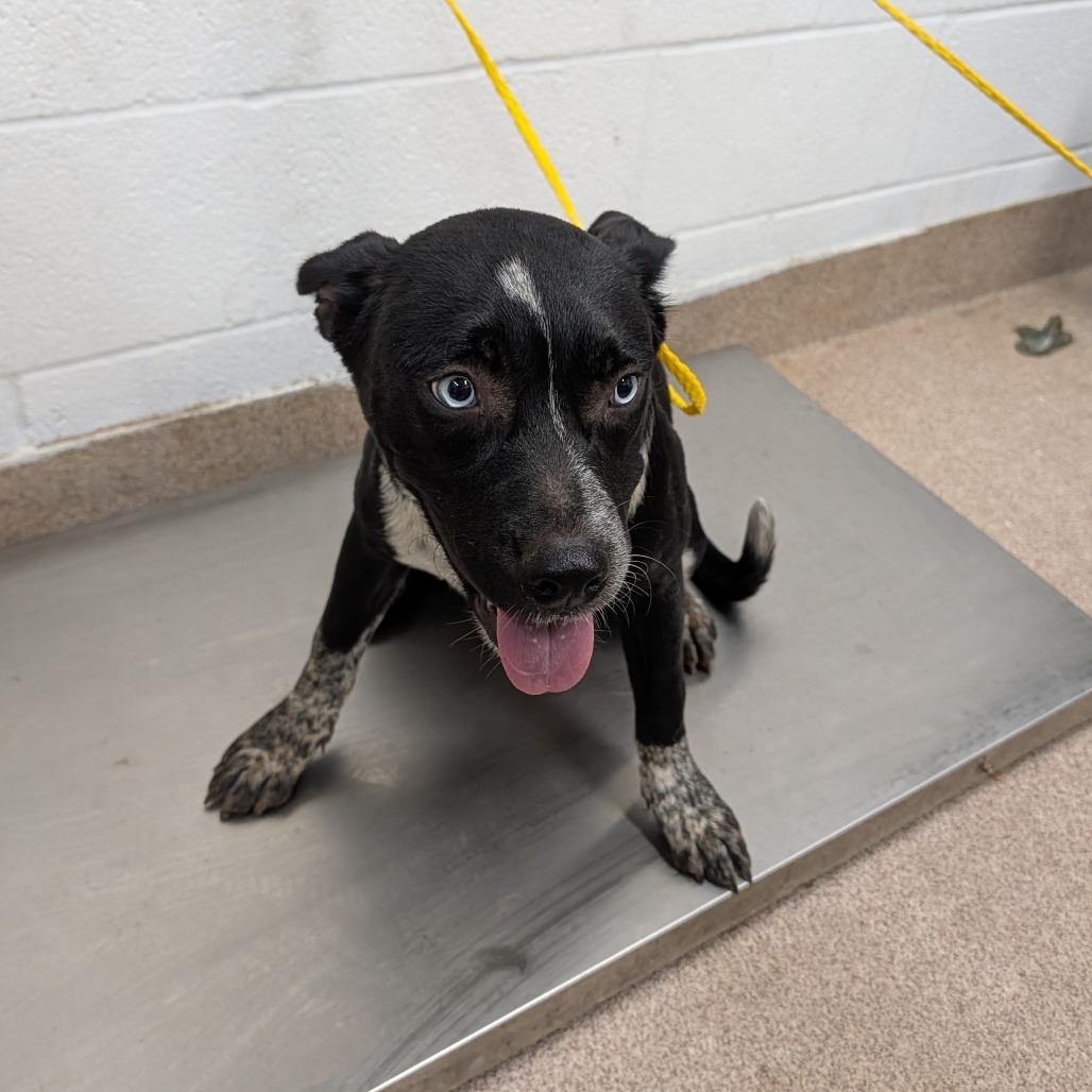 Enlarge Peach, a Adoptable Mixed Breed in Ardmore, OK image 1/1
