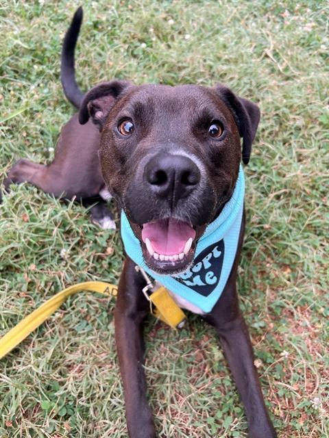 Enlarge BOWIE, a Adoptable Mixed Breed in Nashville, TN image 1/1