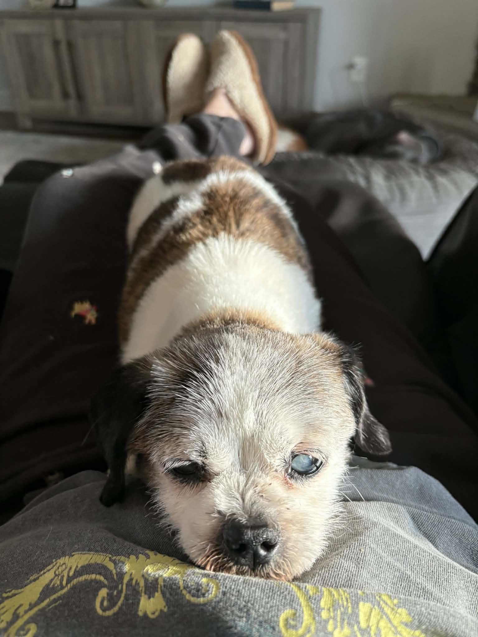 Edna, Adoptable, Senior Female Brussels Griffon.