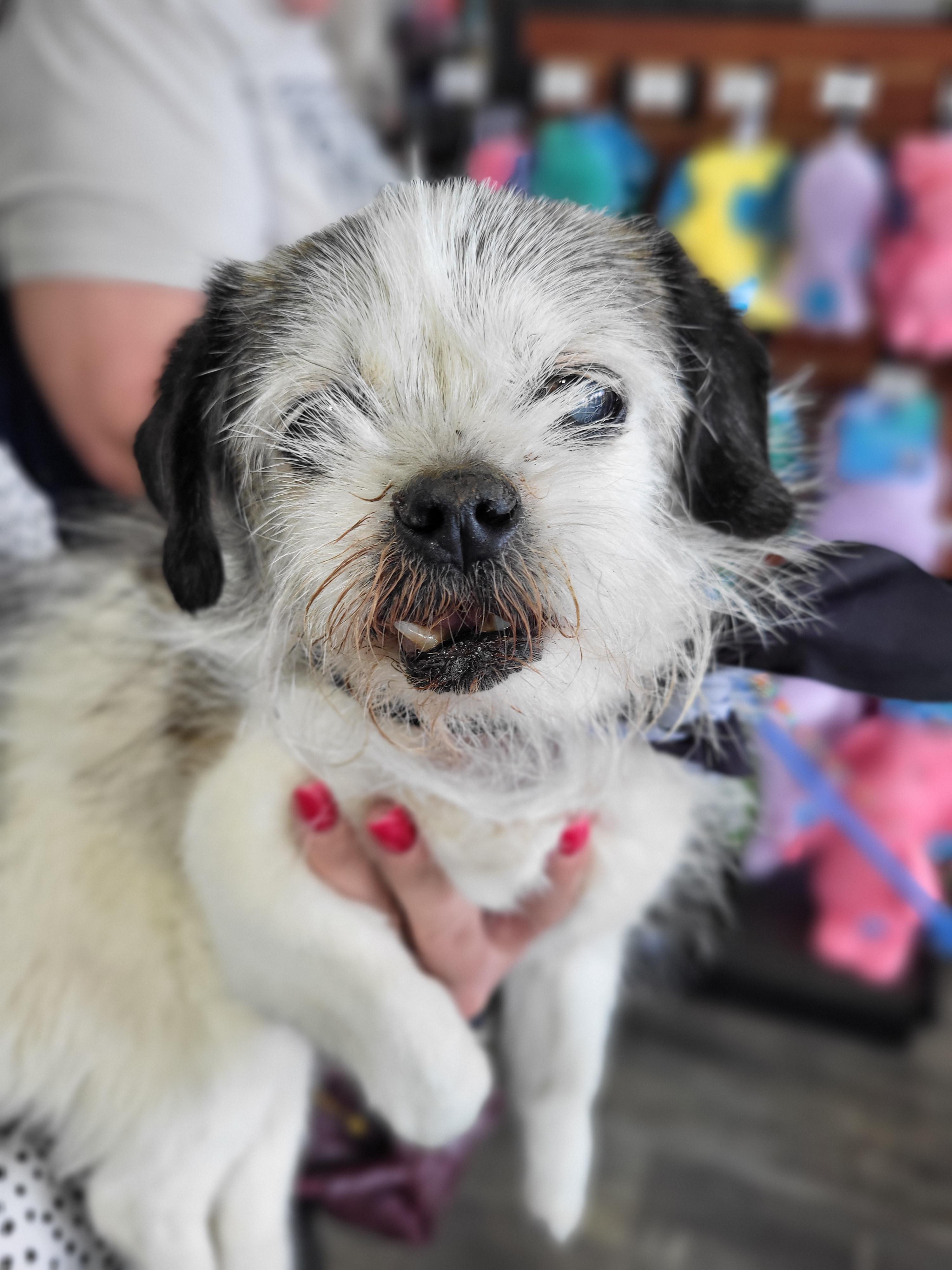 Enlarge Edna, a Adoptable mixed breed in Knoxville, TN image 2/4