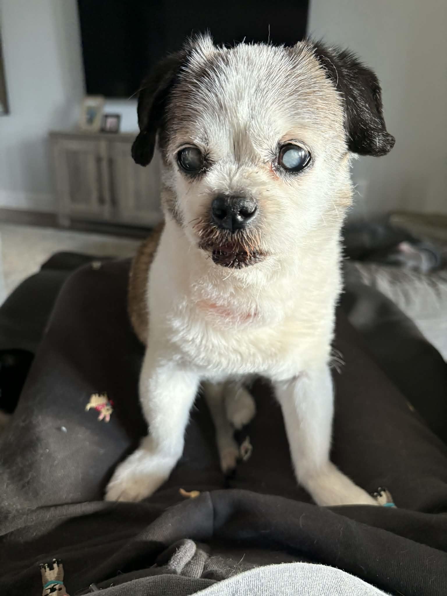 Edna, Adoptable, Senior Female Brussels Griffon.
