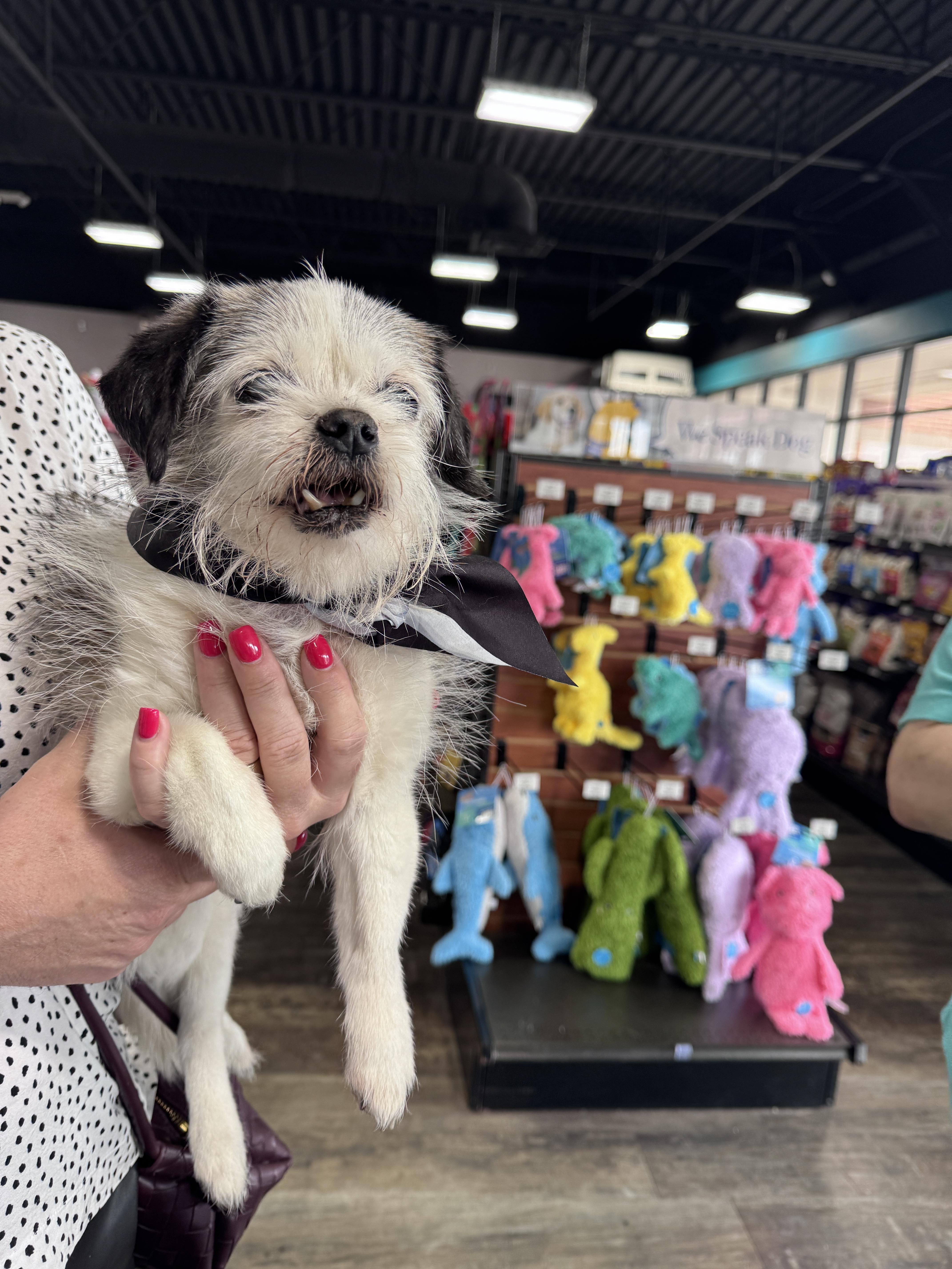 Enlarge Edna, a Adoptable mixed breed in Knoxville, TN image 4/4