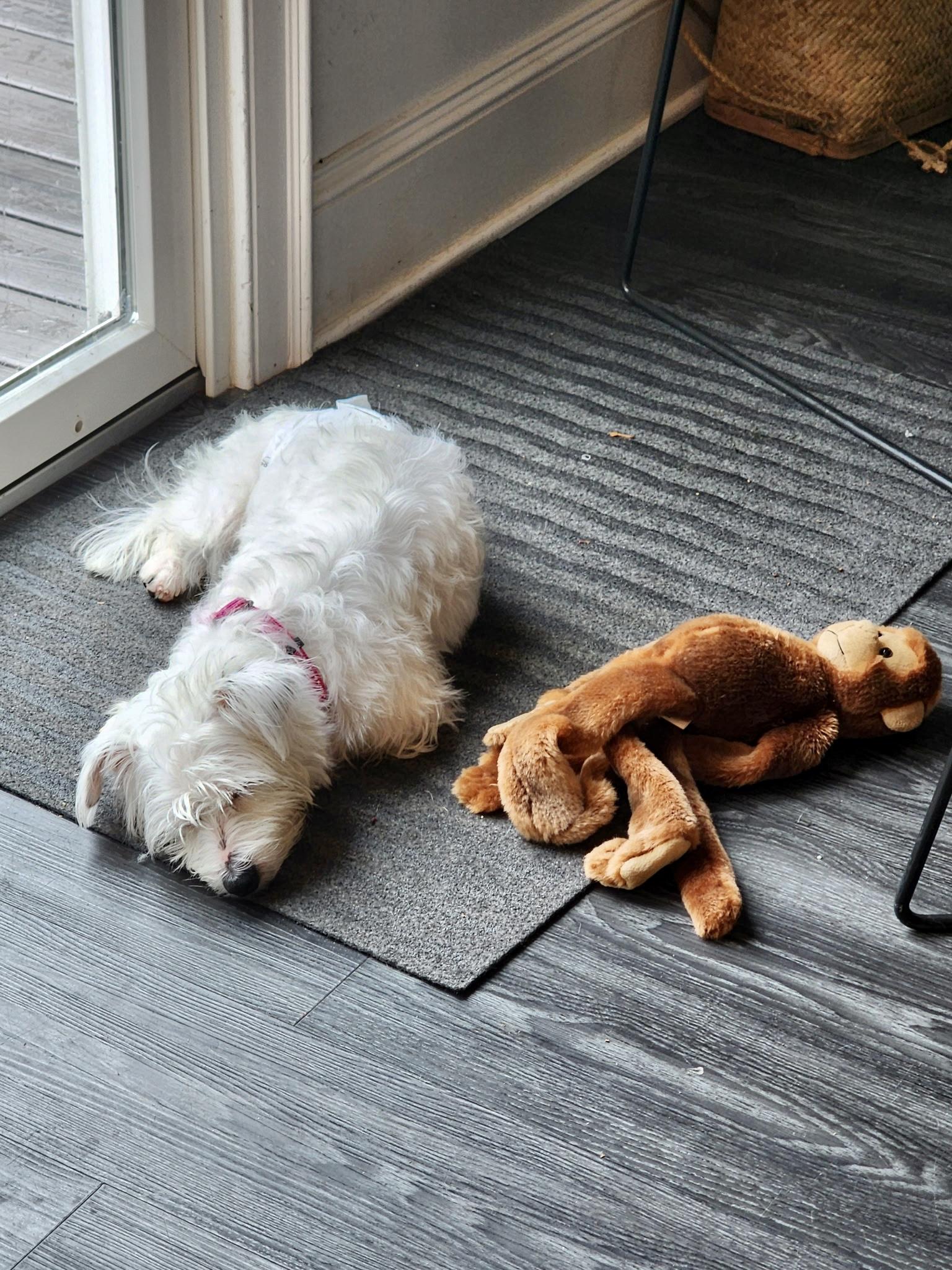 Enlarge Phantom, a Adoptable mixed breed in Sag Harbor, NY image 4/6