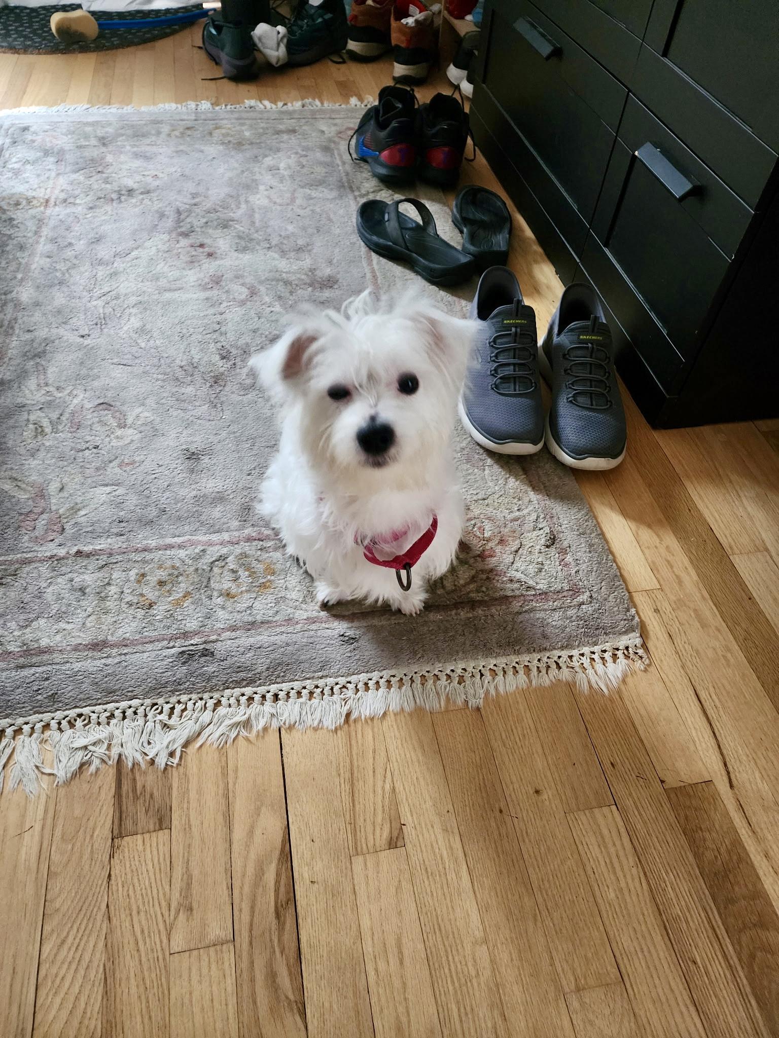 Enlarge Phantom, a Adoptable mixed breed in Sag Harbor, NY image 3/6