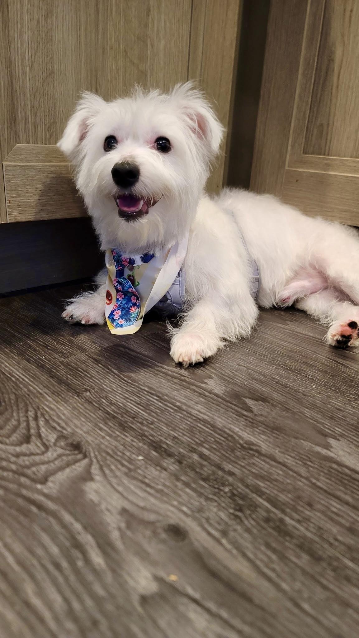 Phantom, Adoptable, Young Male West Highland White Terrier / Westie & Maltese.