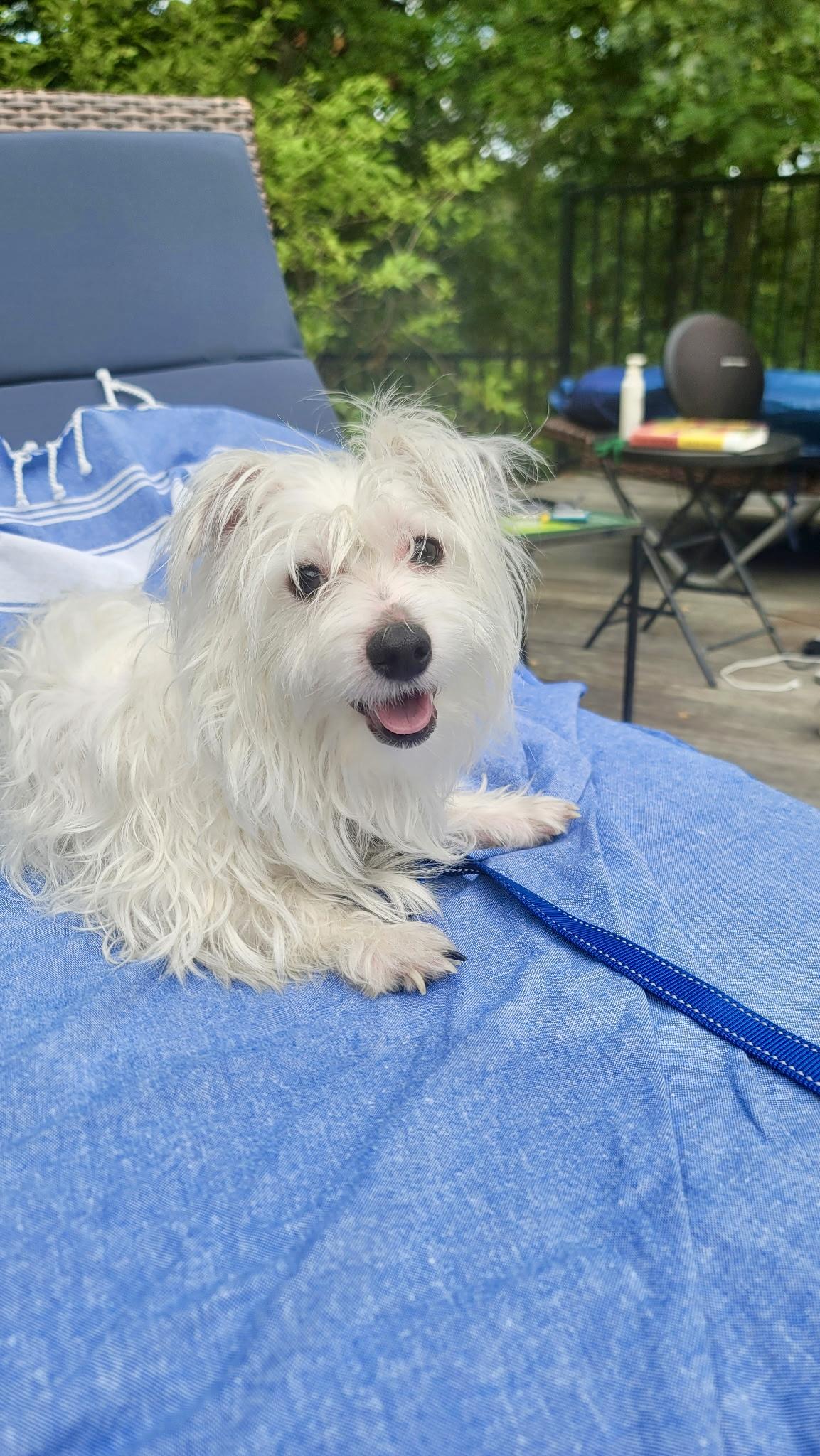 Enlarge Phantom, a Adoptable mixed breed in Sag Harbor, NY image 6/6