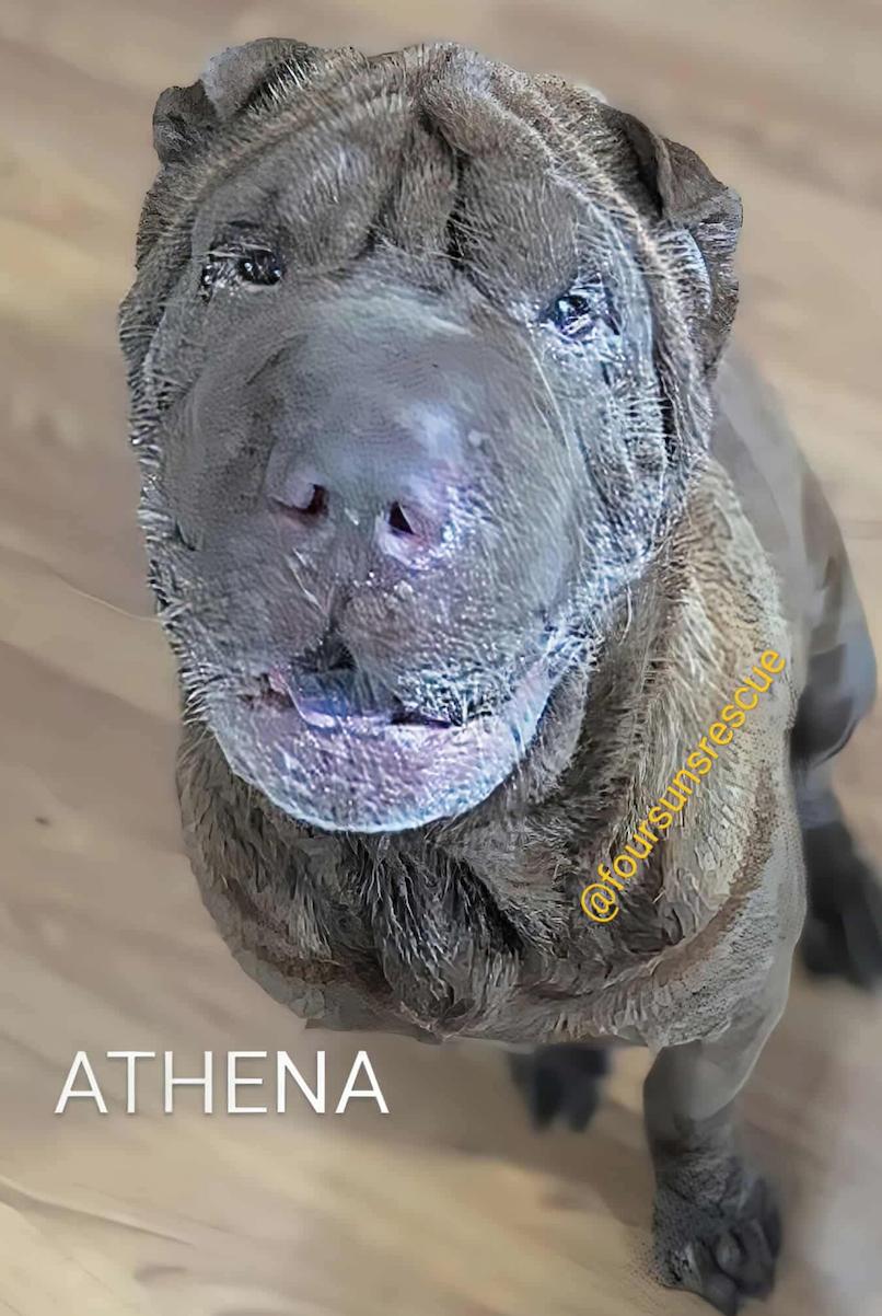 Enlarge ATHENA, a Adopted Shar-Pei in Cameron, NC image 1/4