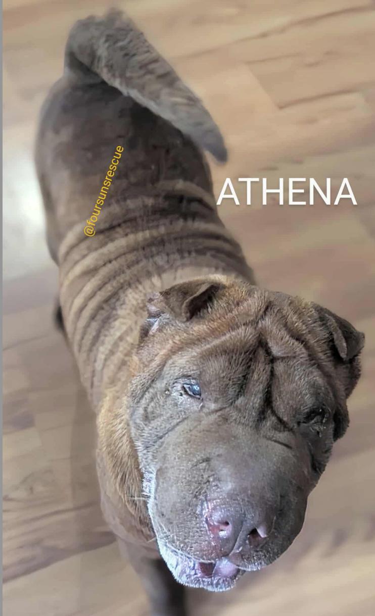 Enlarge ATHENA, a Adopted Shar-Pei in Cameron, NC image 3/4