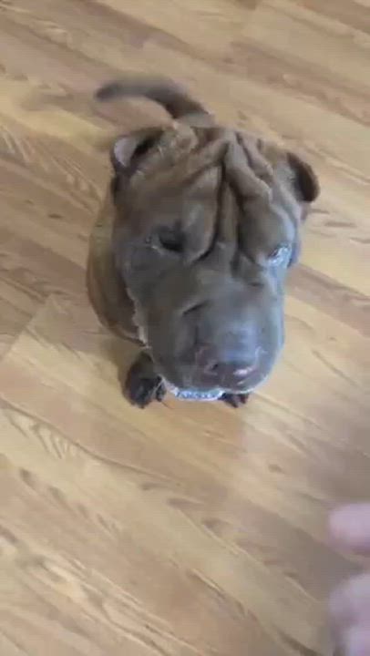 Enlarge ATHENA, a Adopted Shar-Pei in Cameron, NC video 4/4