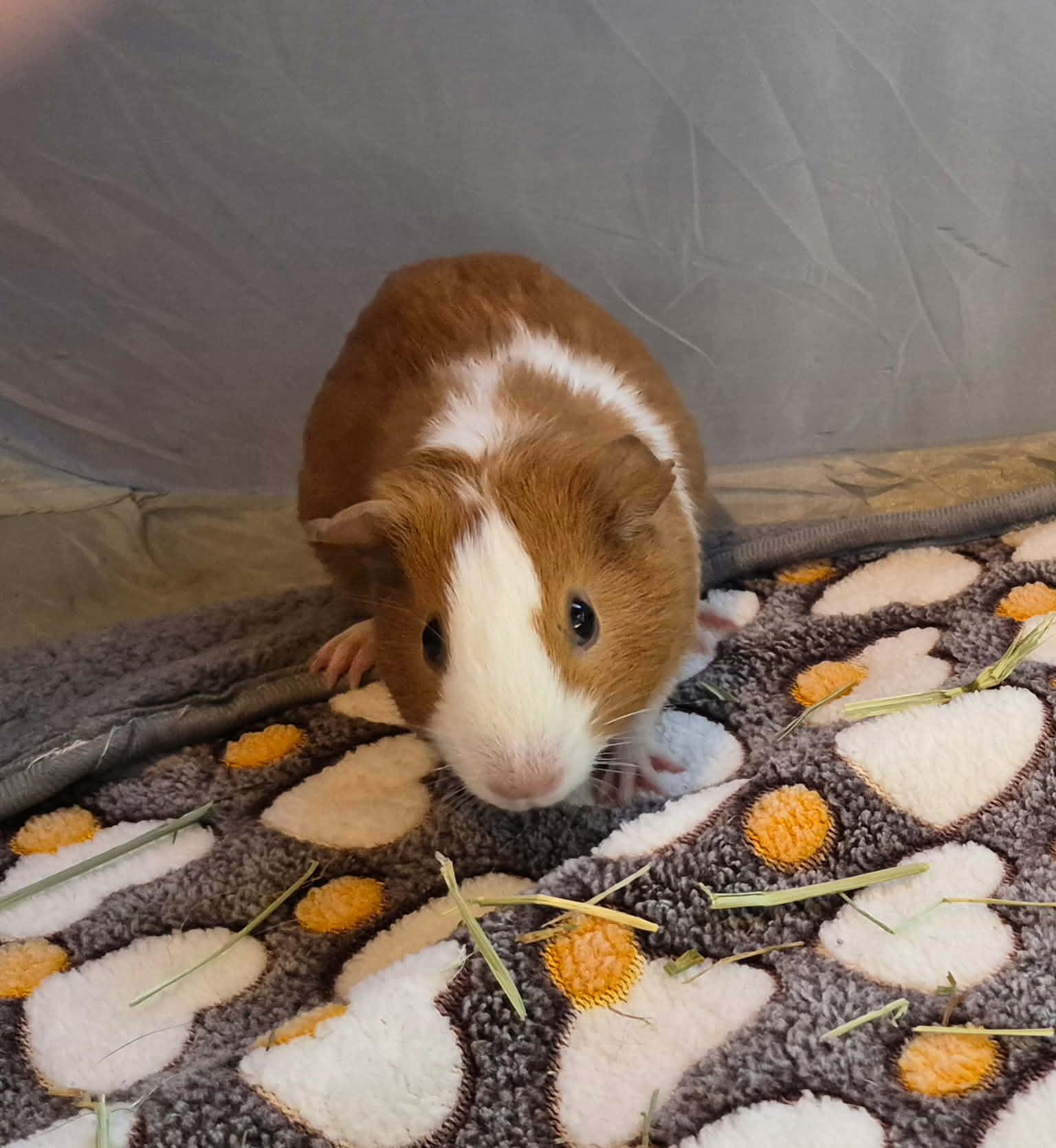 Cheerio, Adoptable, Young Female Short-Haired.