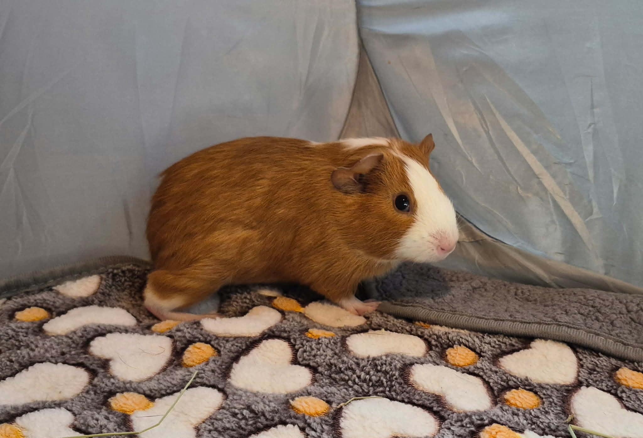 Enlarge Cheerio, a Adoptable Short-Haired in Sauk Village, IL image 2/3