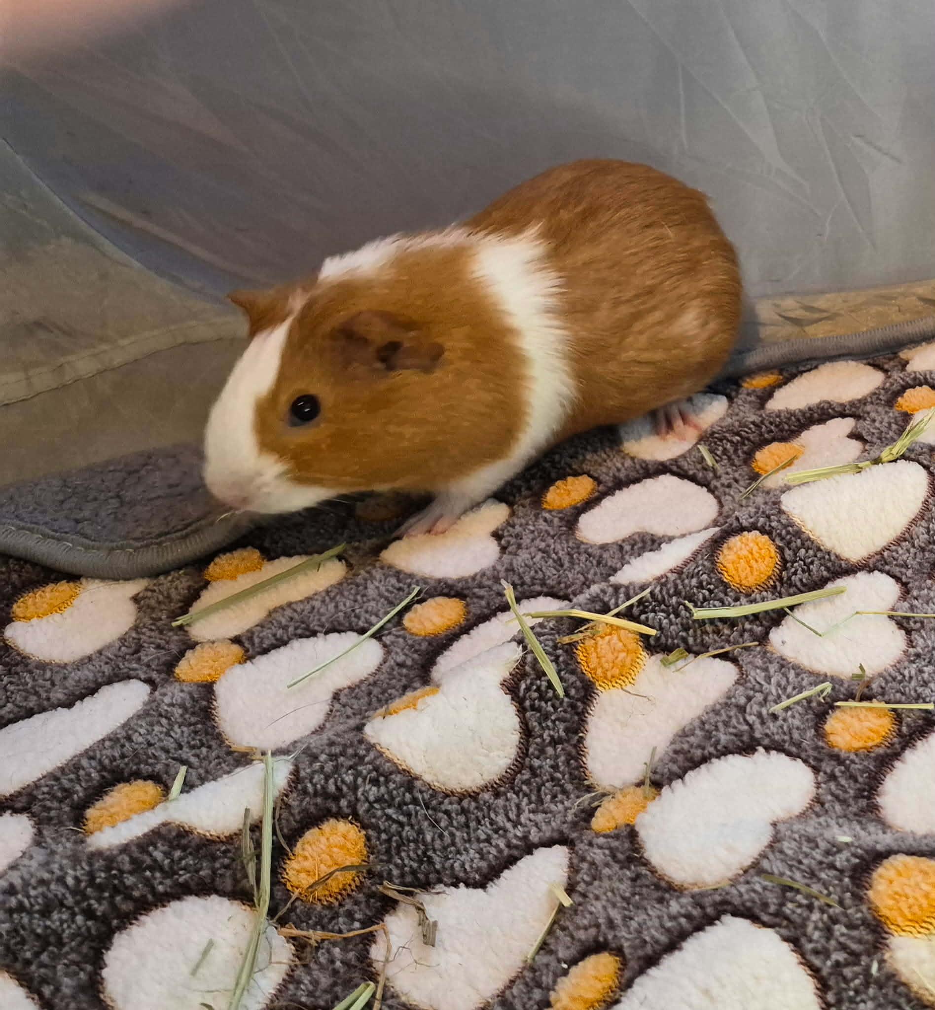 Enlarge Cheerio, a Adoptable Short-Haired in Sauk Village, IL image 3/3