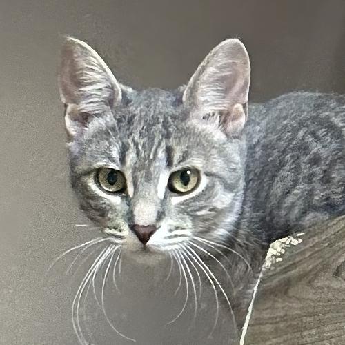 Beverly, Adoptable, Kitten Female Domestic Short Hair.