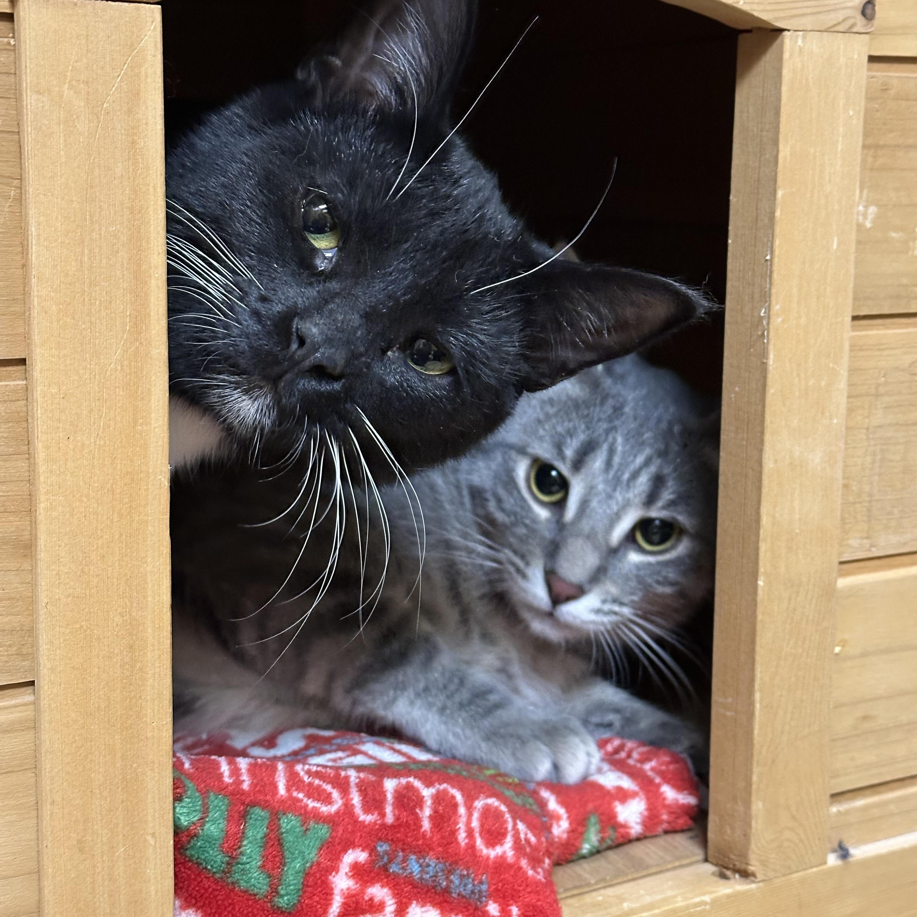 Enlarge Beverly, a Adoptable Domestic Short Hair in Crystal Lake, IL image 2/6