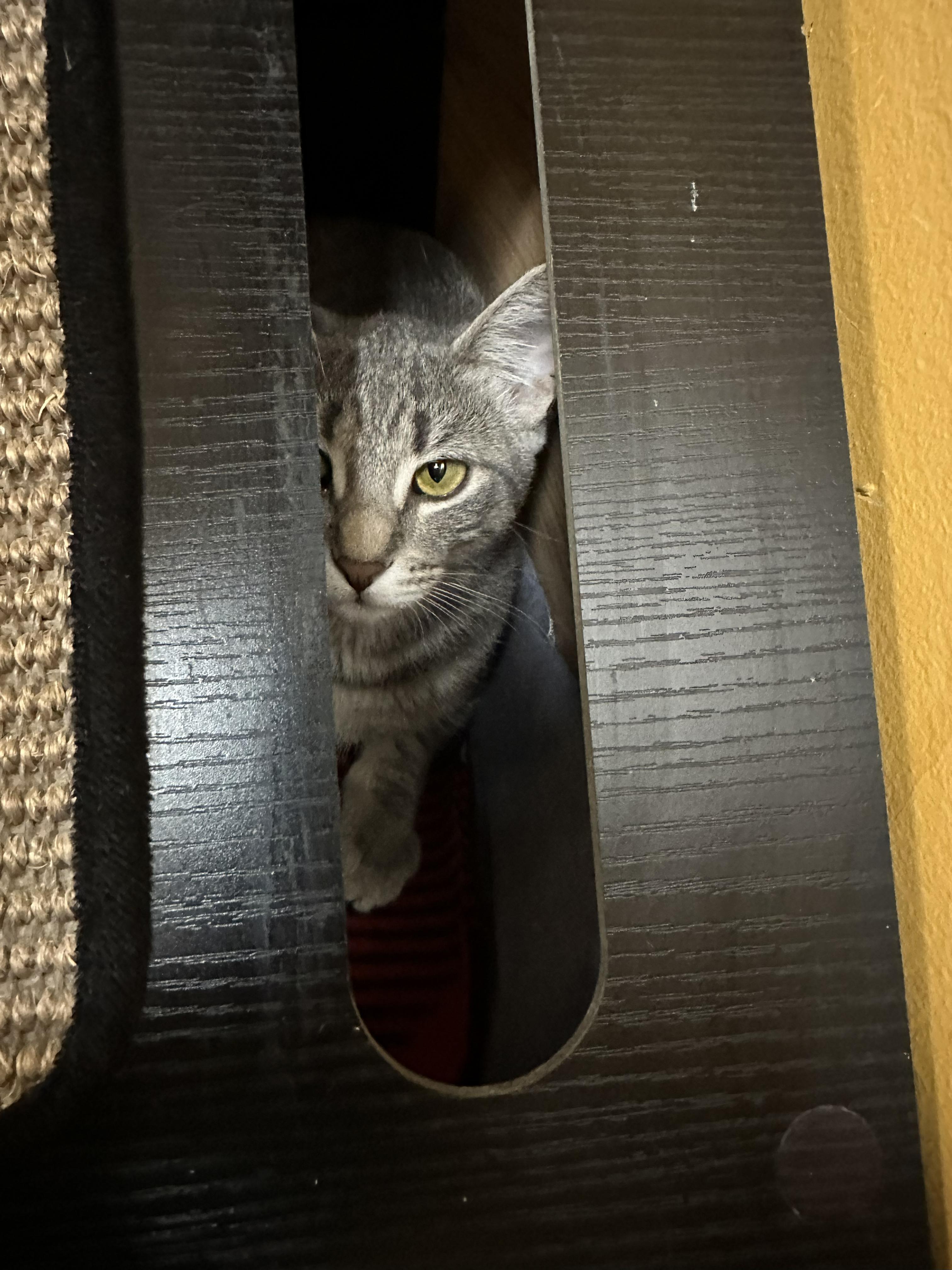 Enlarge Beverly, a Adoptable Domestic Short Hair in Crystal Lake, IL image 2/4