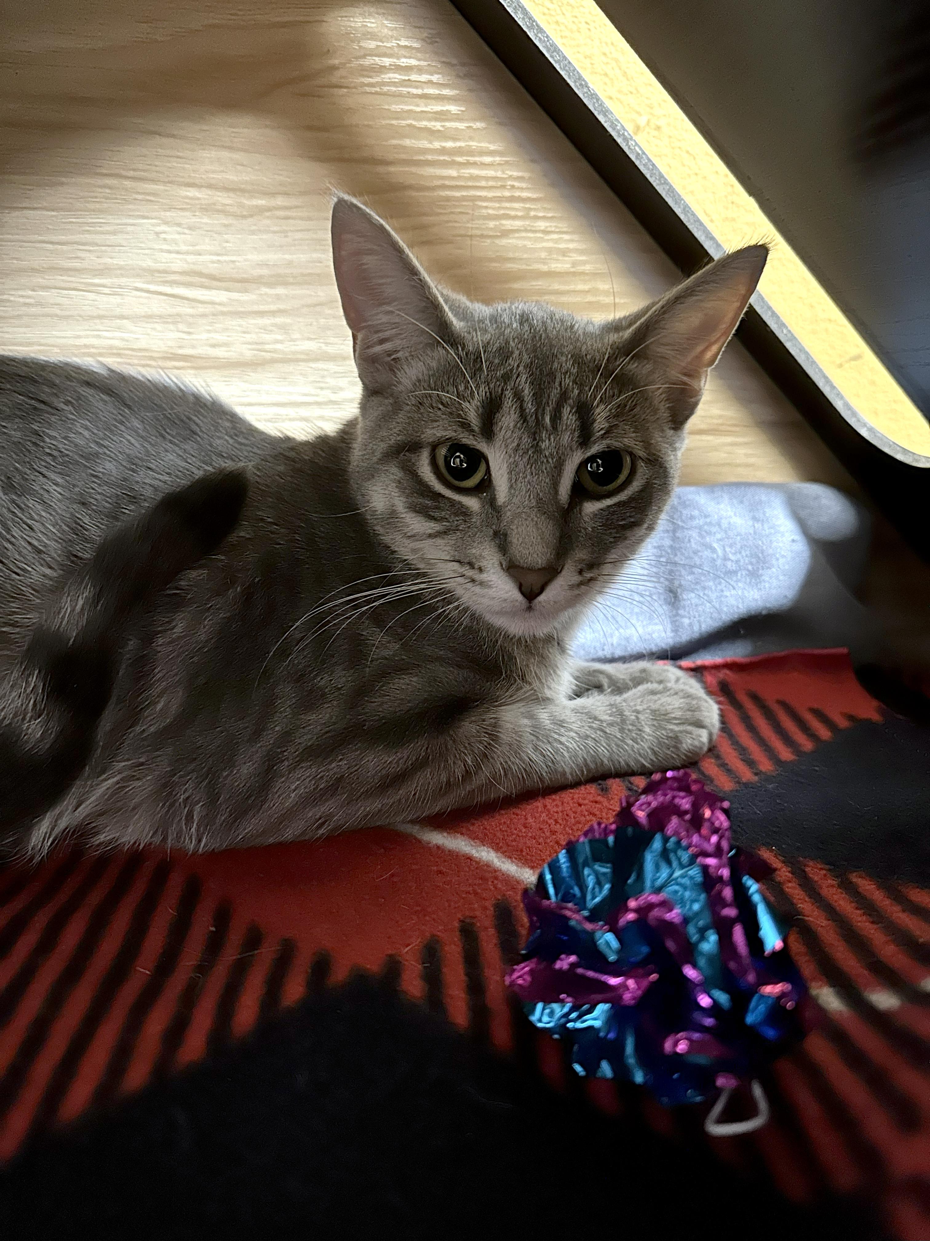 Enlarge Beverly, a Adoptable Domestic Short Hair in Crystal Lake, IL image 4/4