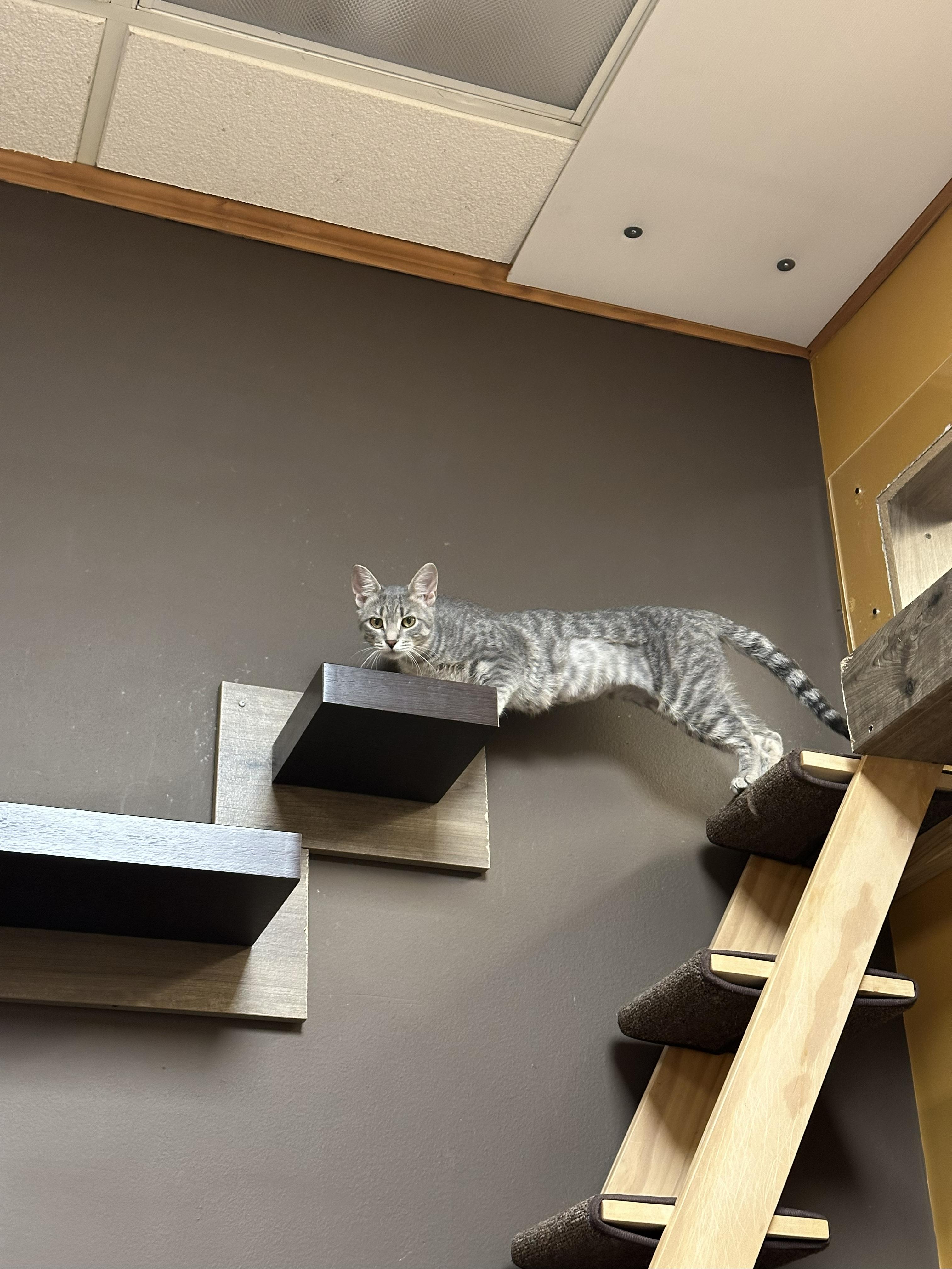 Enlarge Beverly, a Adoptable Domestic Short Hair in Crystal Lake, IL image 3/4